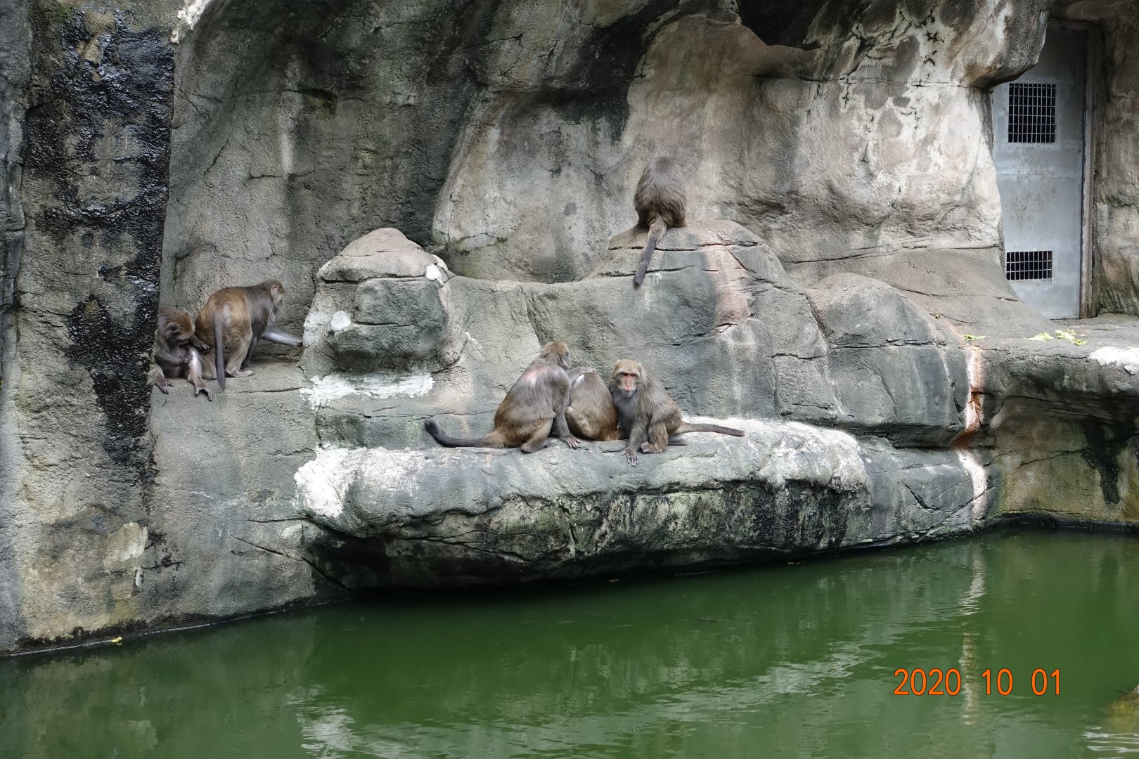Formosan Rock Macaque (Macaca cyclopis)
