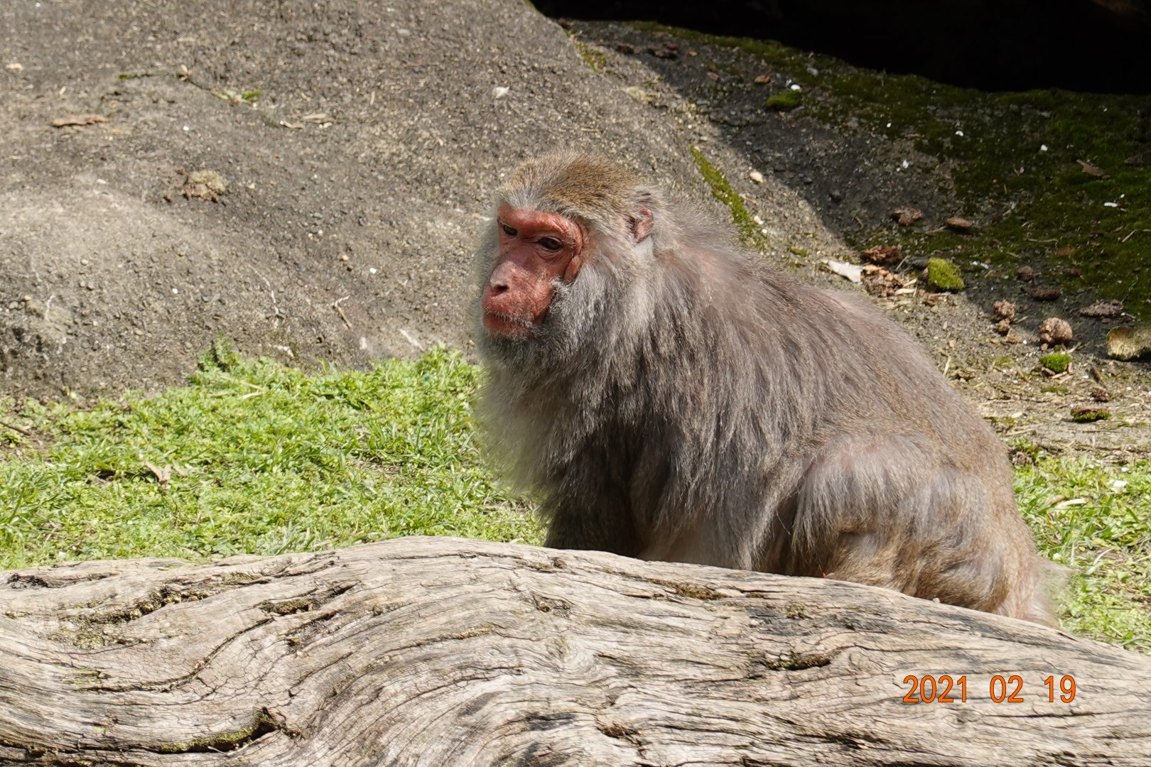 Formosan Rock Macaque (Macaca cyclopis)