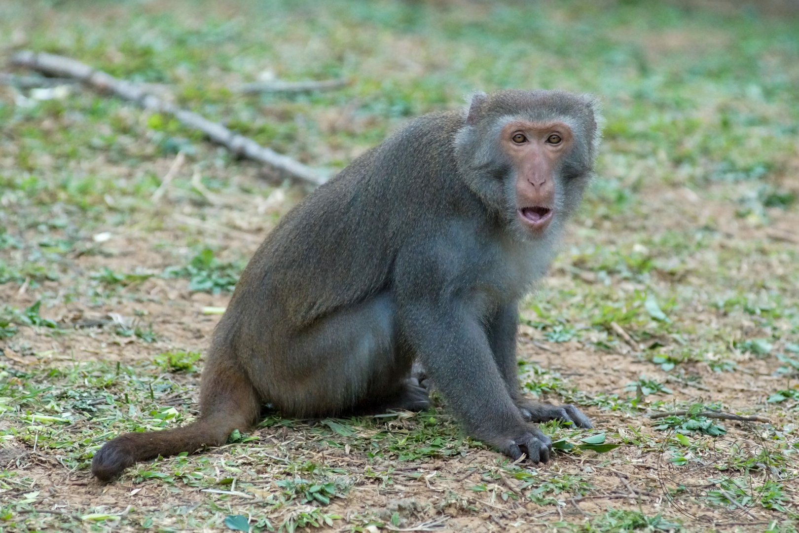 Formosan Rock Macaque (Macaca cyclopis)