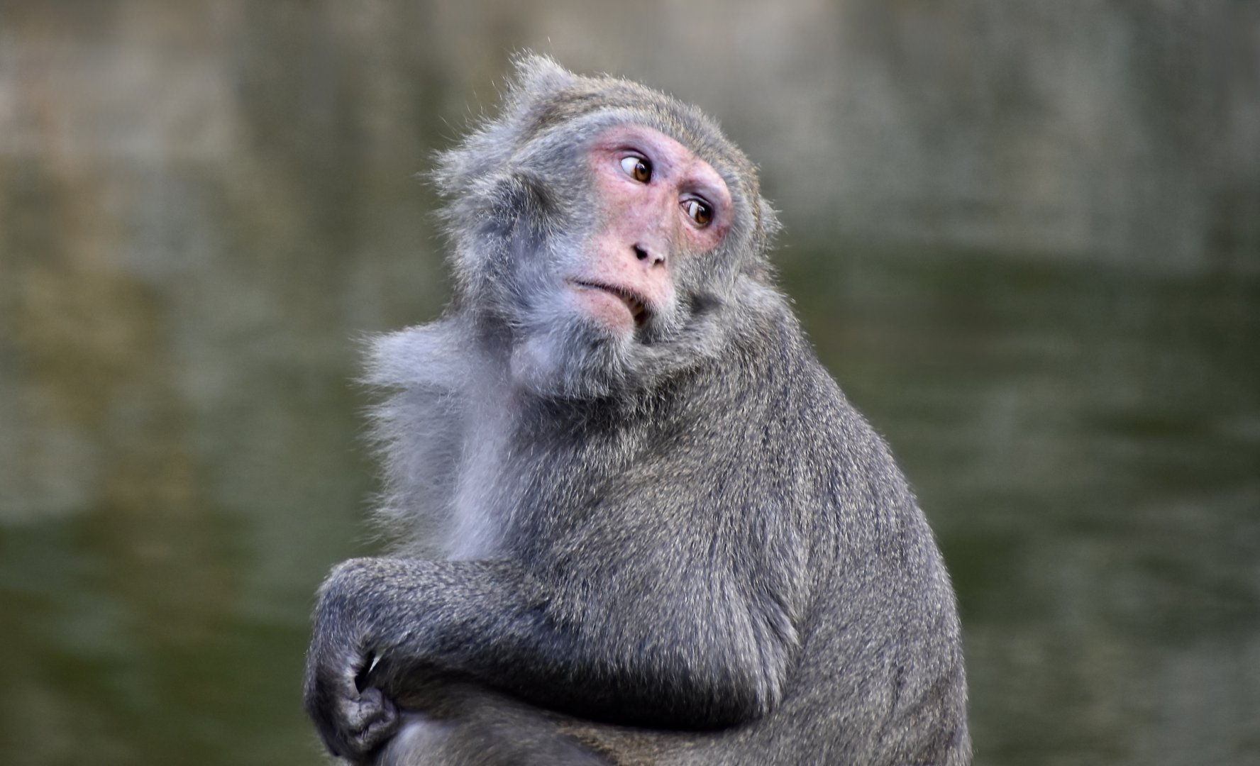 Formosan Rock Macaque (Macaca cyclopis)