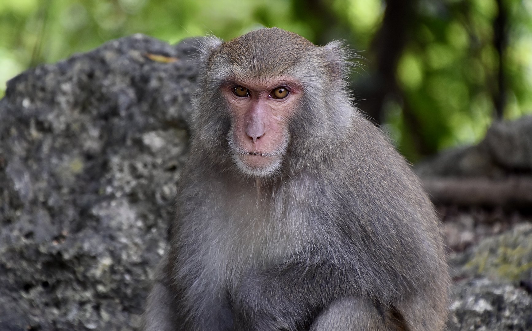 Formosan Rock Macaque (Macaca cyclopis)