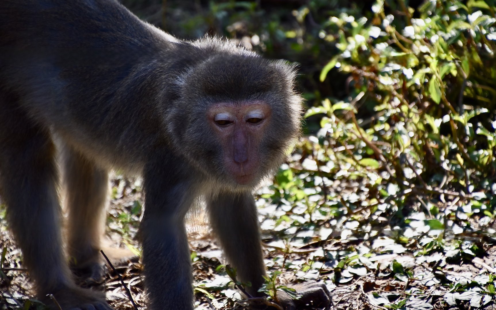 Formosan Rock Macaque (Macaca cyclopis)