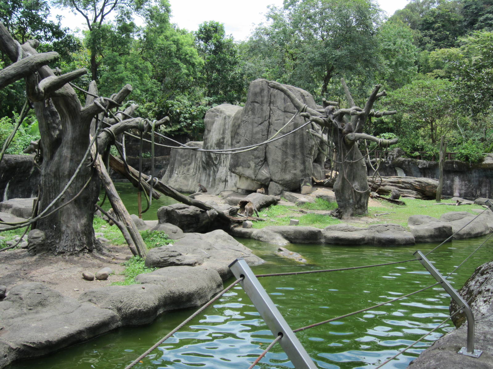 Formosan rock-monkey exhibit