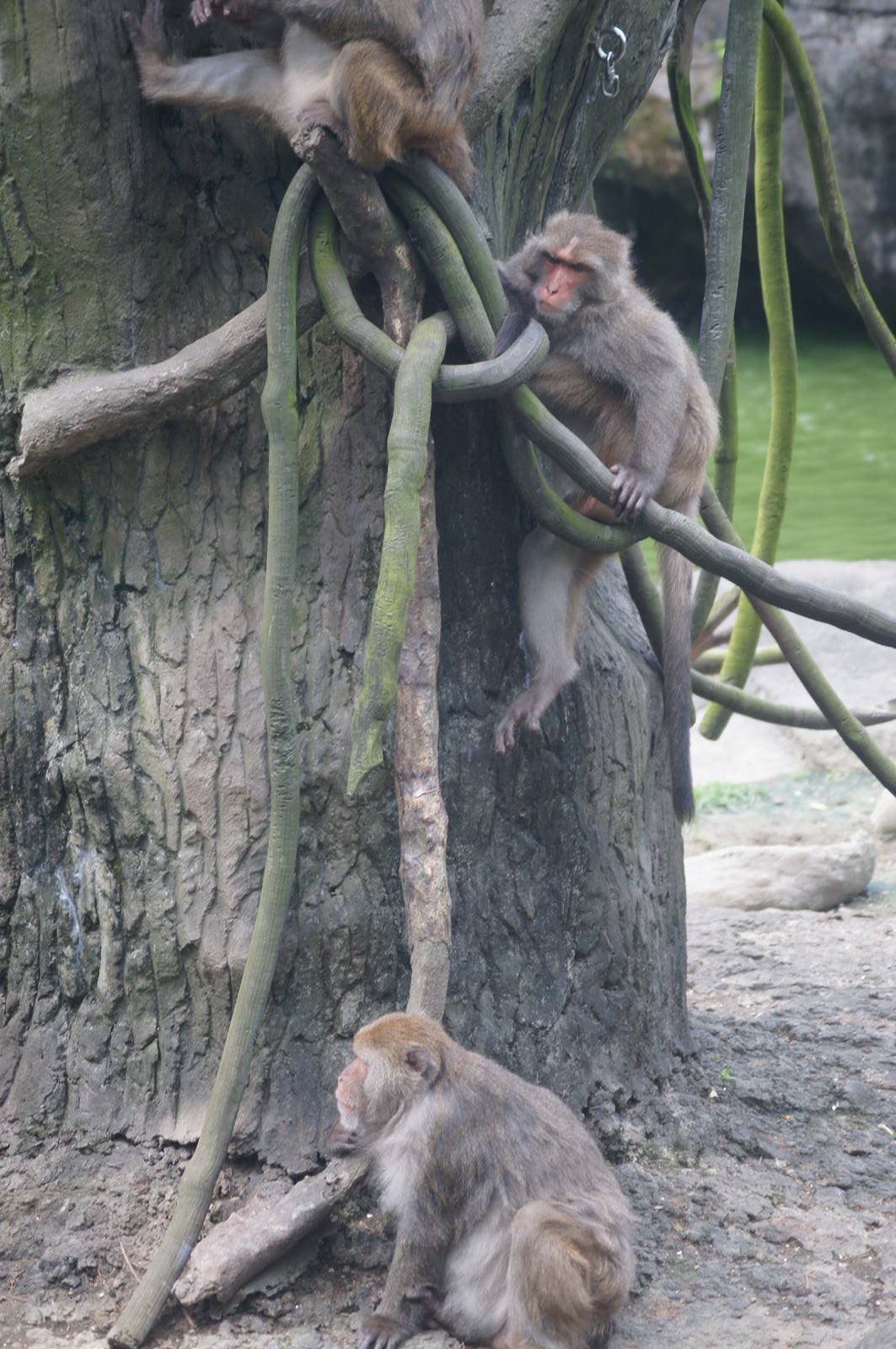 Formosan rock monkey