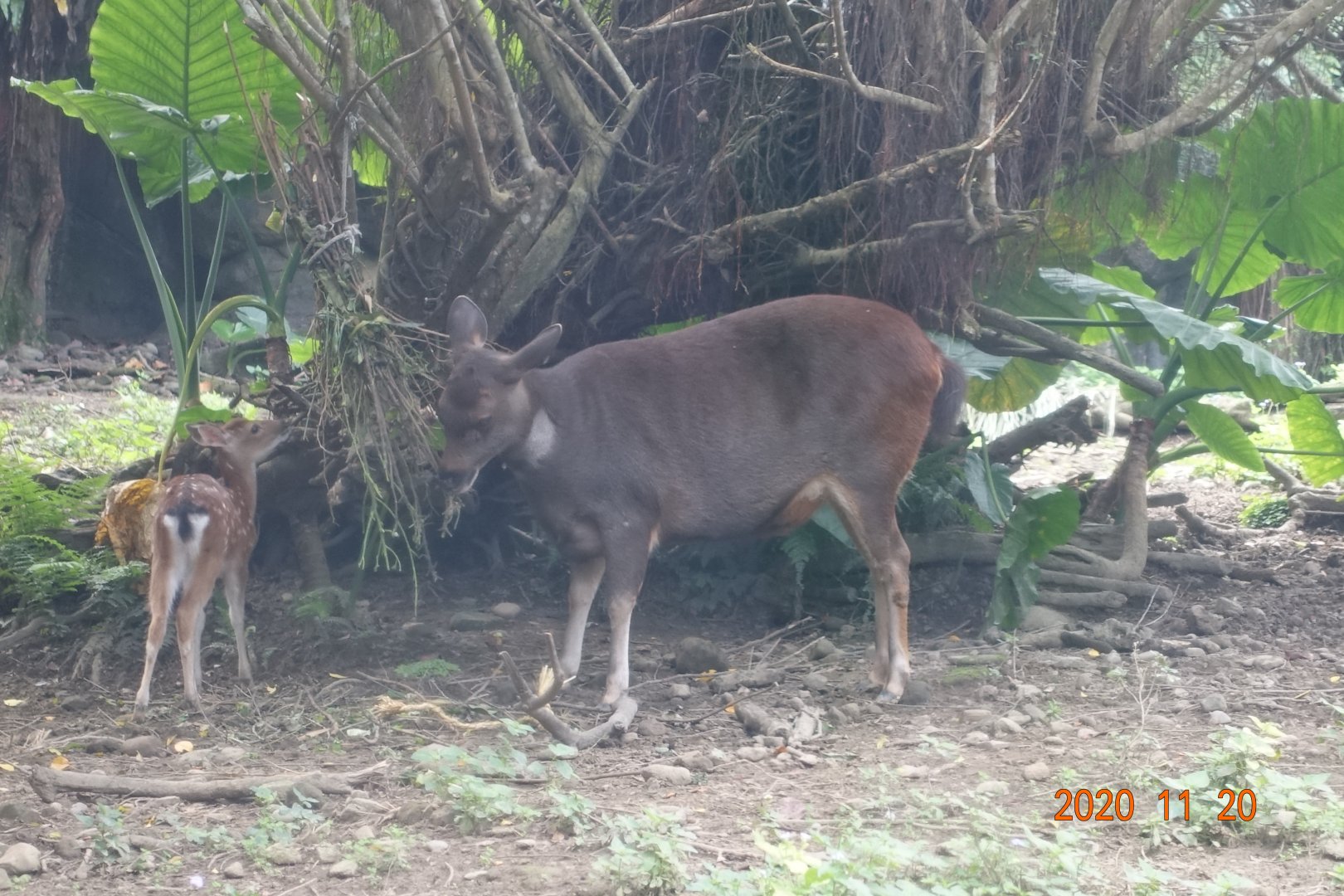 Formosan Sambar Deer (Rusa unicolor swinhoei)