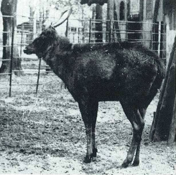 Formosan sambar (Rusa unicolor swinhoei) 1898