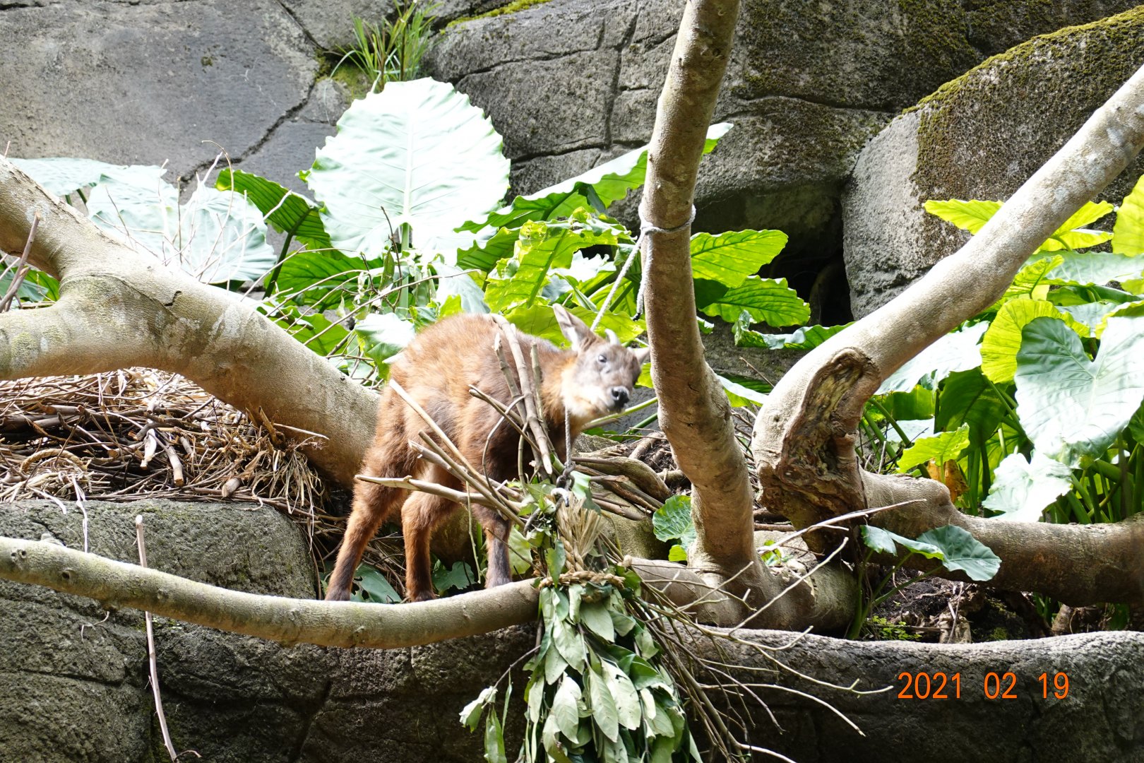 Formosan Serow (Capricornis swinhoei)