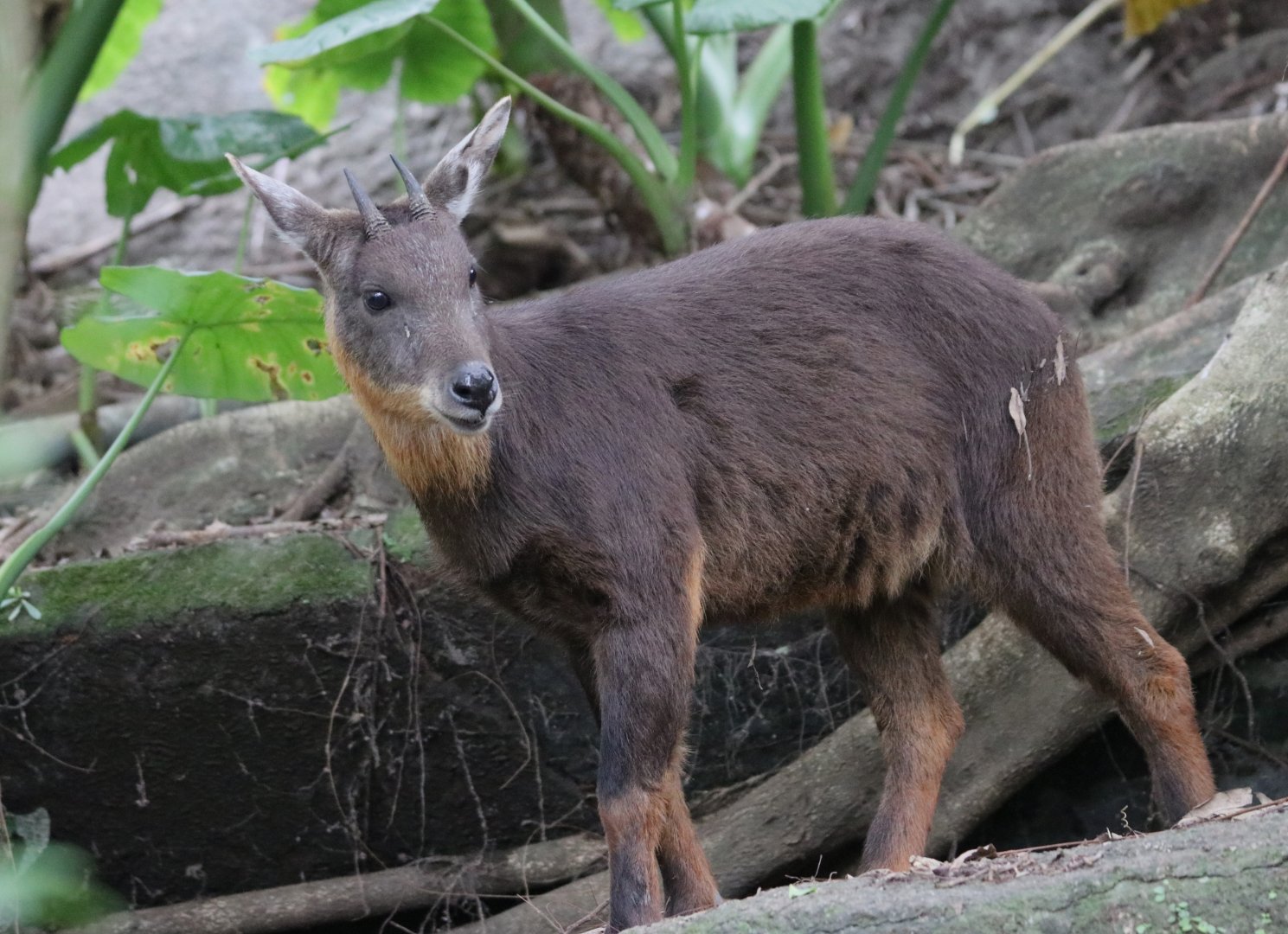 Formosan serow (Capricornis swinhoei)