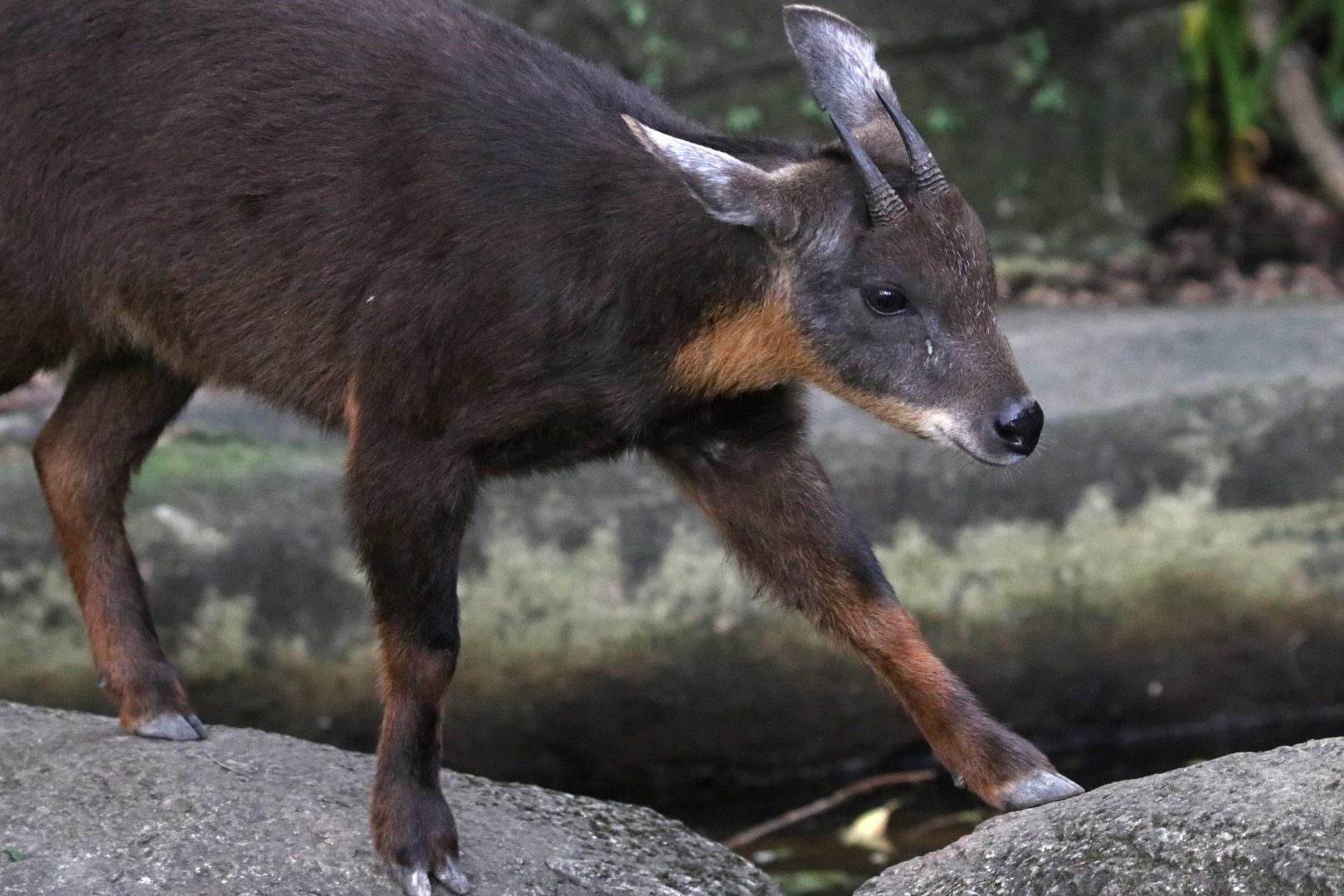 Formosan serow (Capricornis swinhoei)