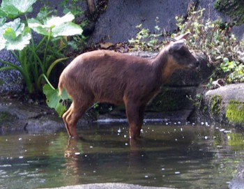 Formosan Serow (Capricornis swinhoii)