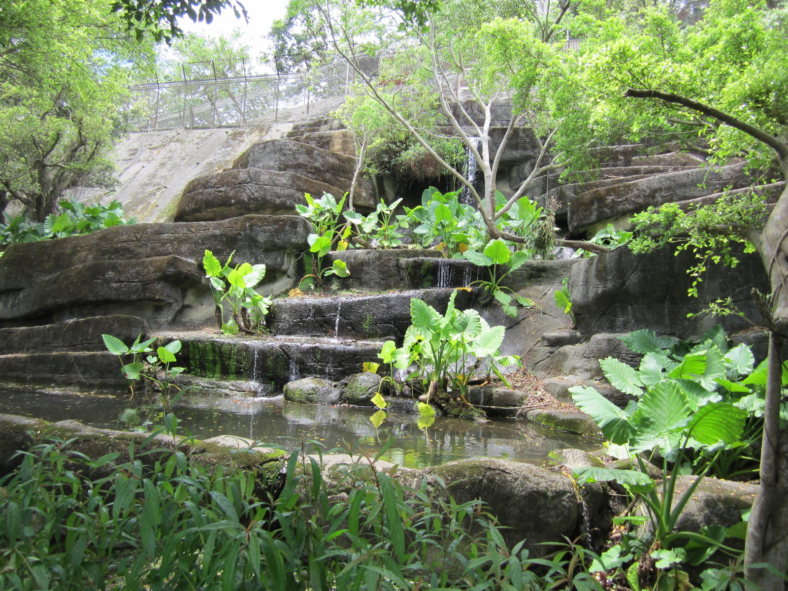 Formosan Serow exhibit