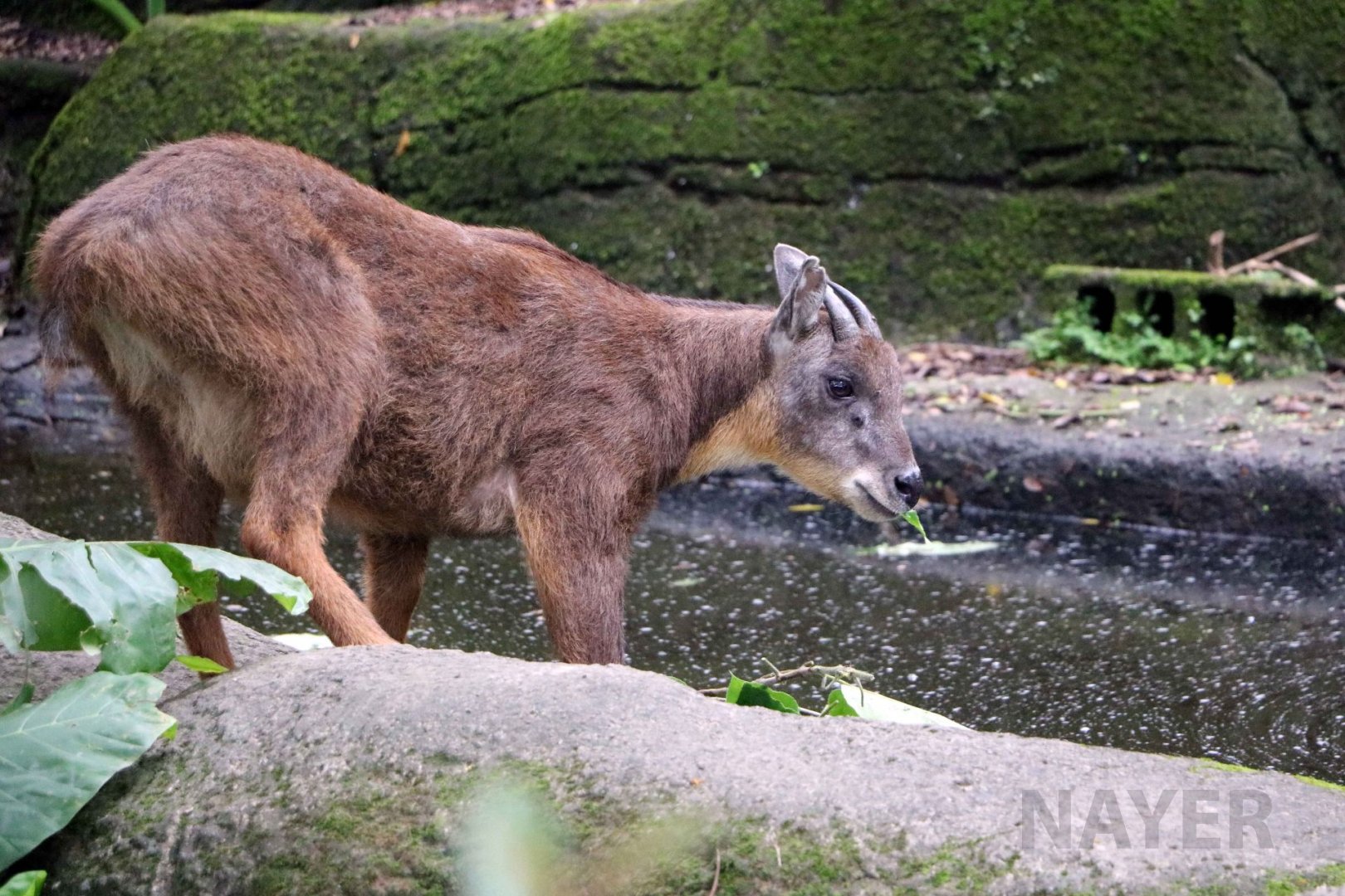 Formosan serow, June 2016