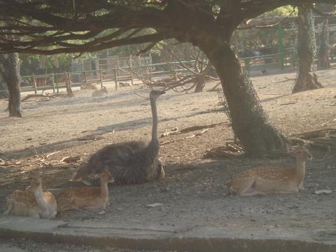 Formosan Sika and Ostrich