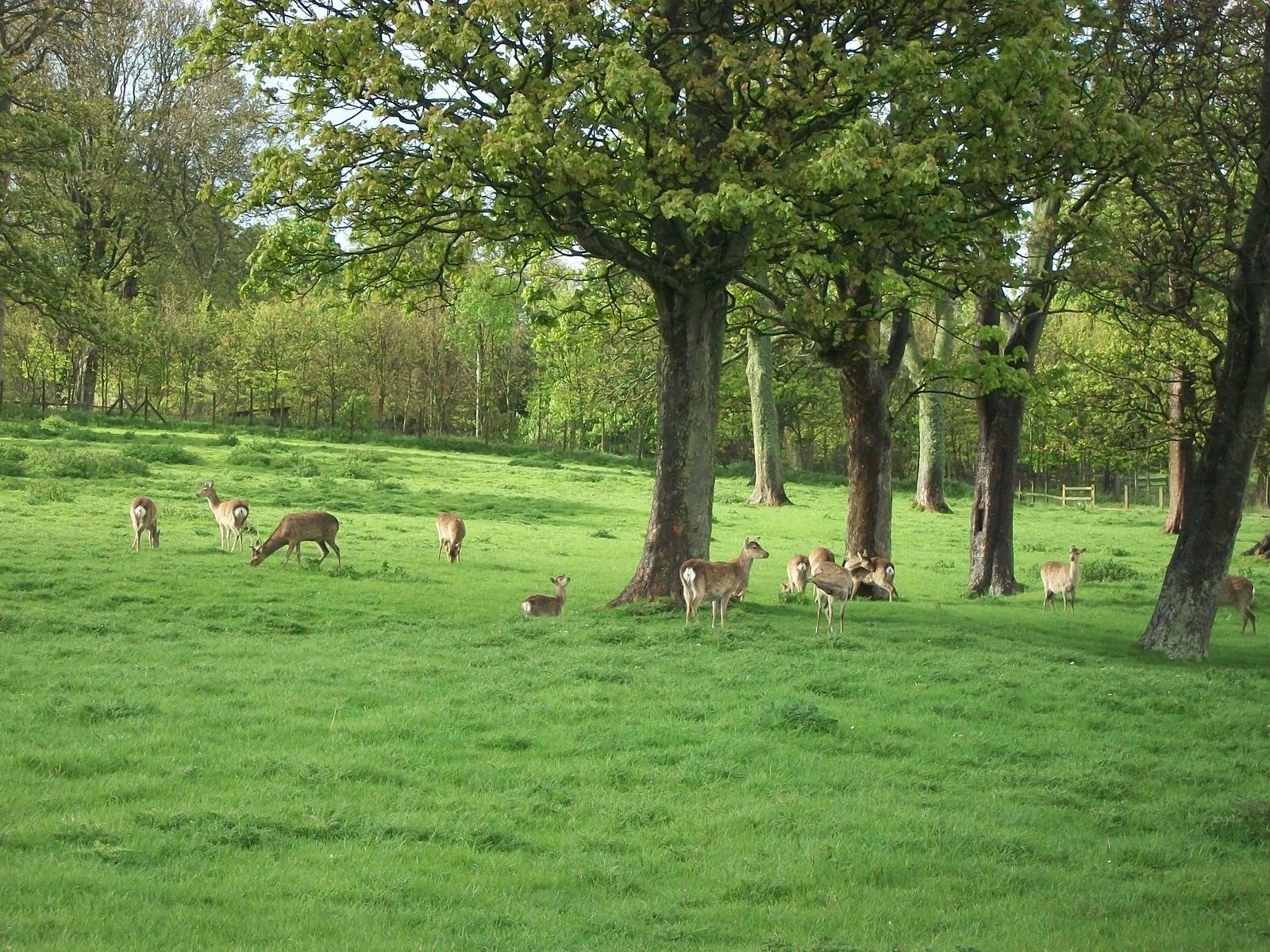 Formosan Sika Deer, 10th May 2014