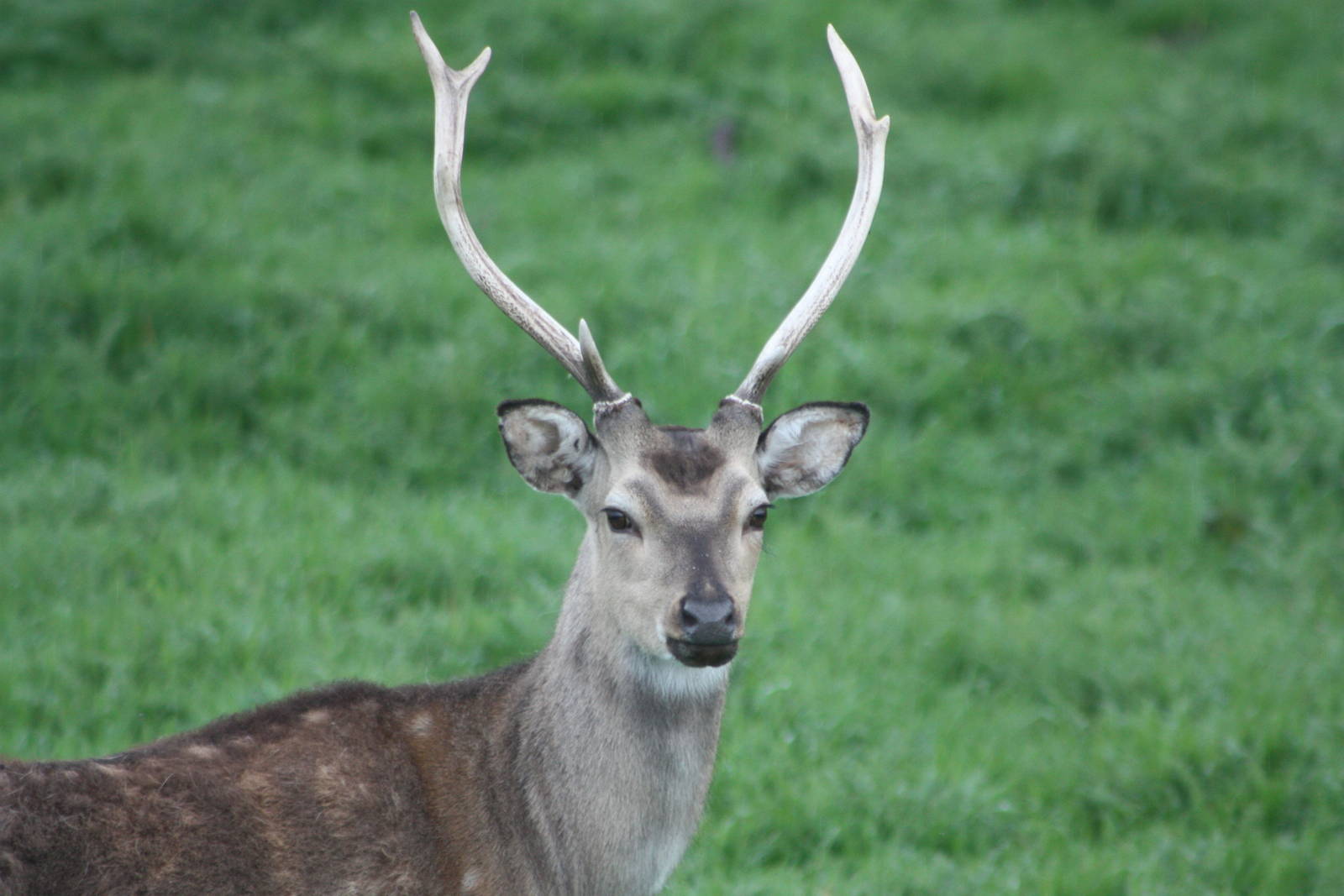 Formosan Sika Deer, 11th May 2014