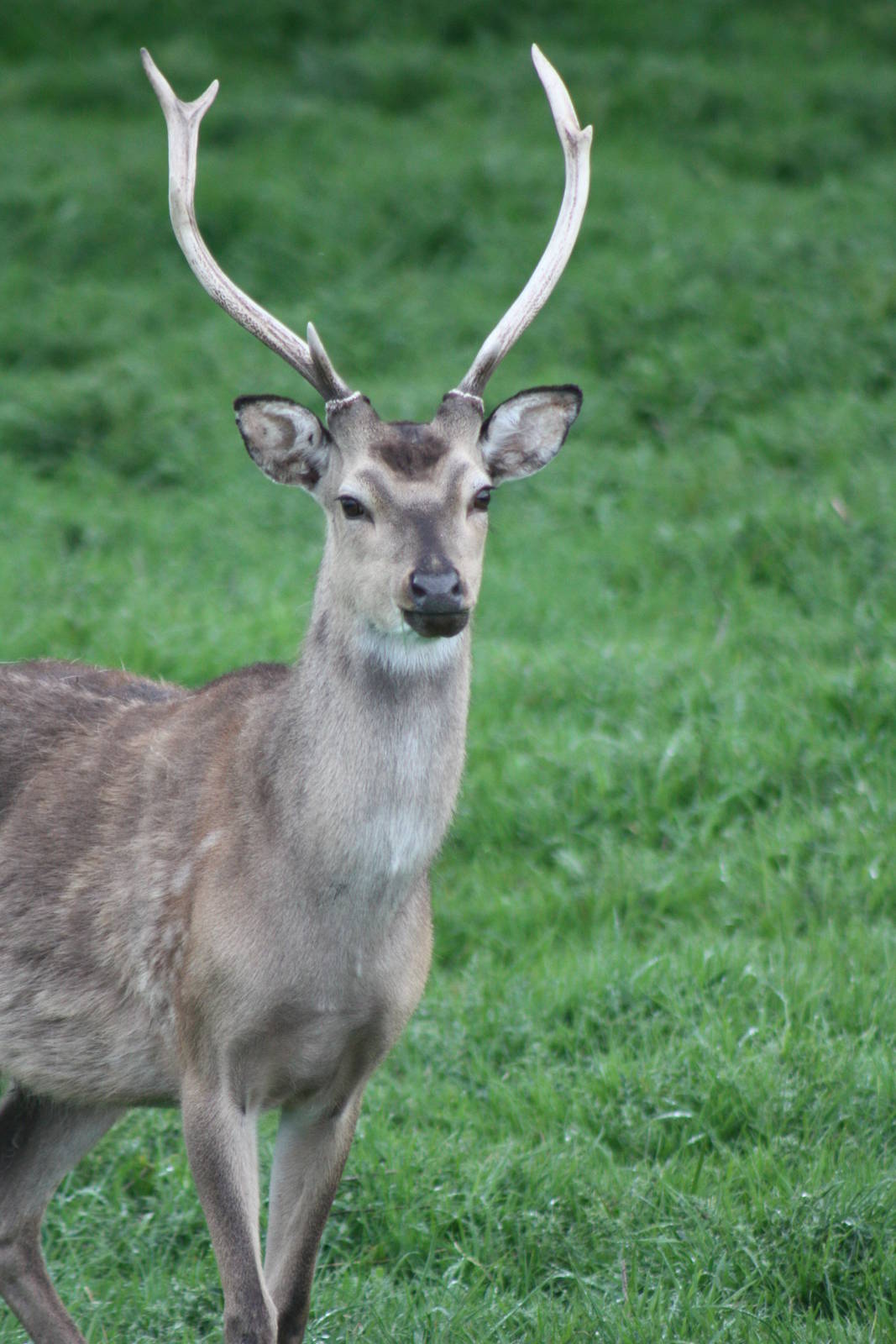 Formosan Sika Deer, 11th May 2014