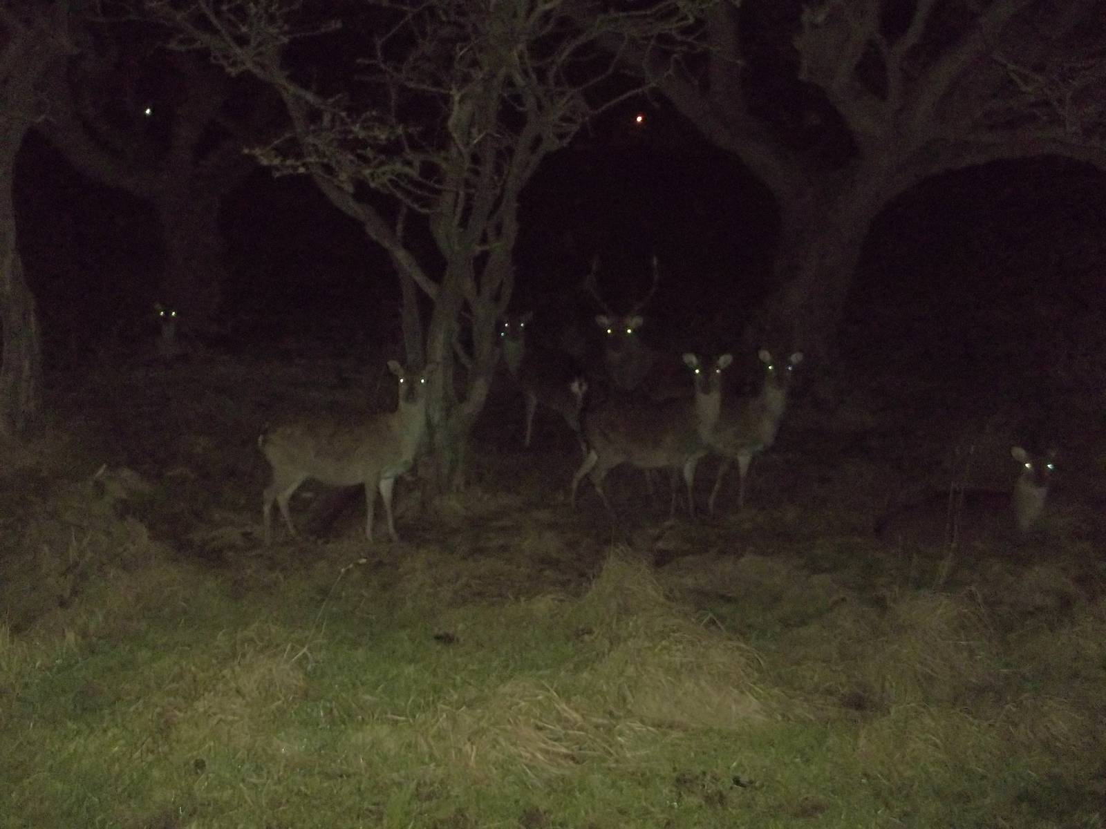 Formosan Sika Deer, 16th December 2014