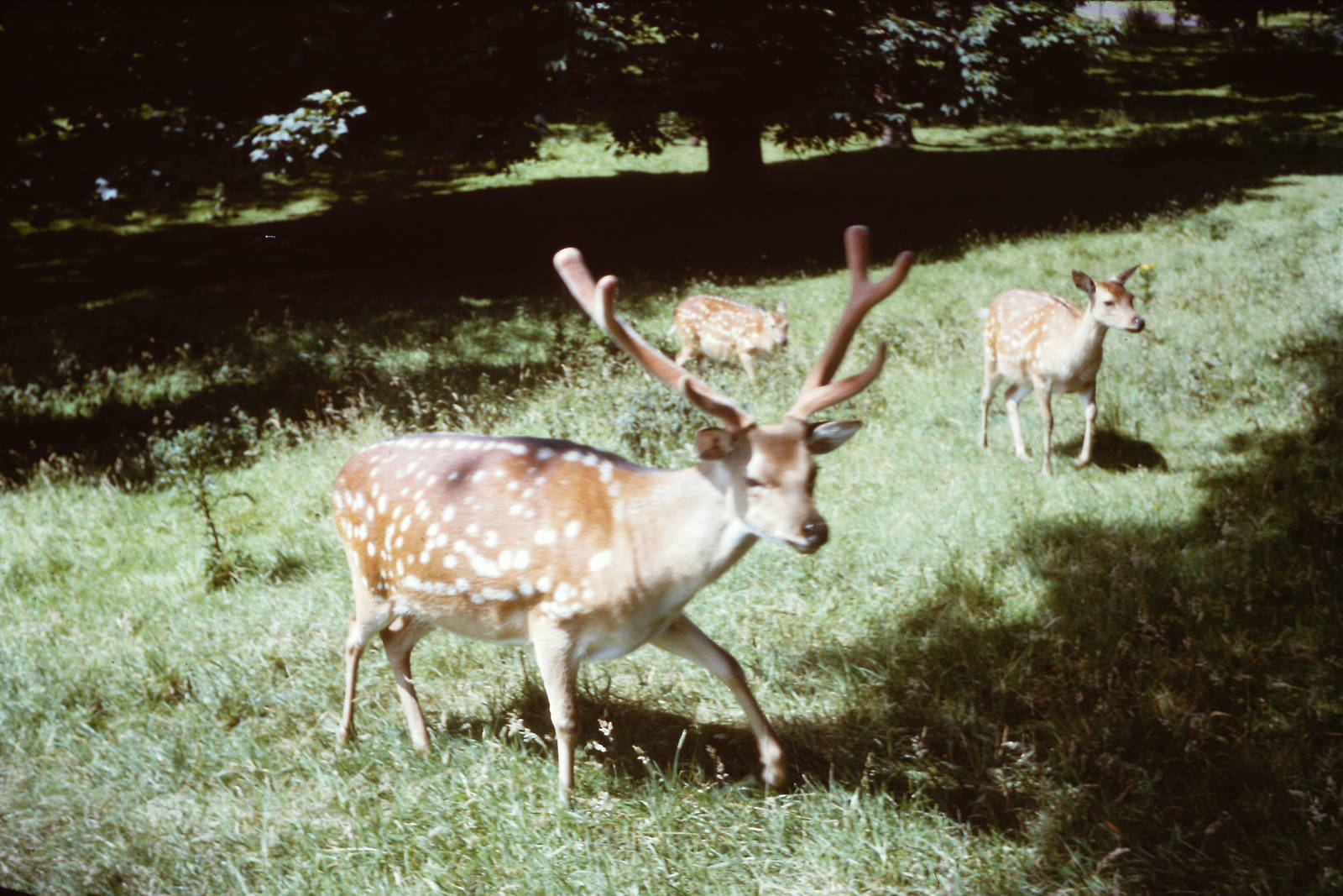 Formosan Sika Deer, 1964