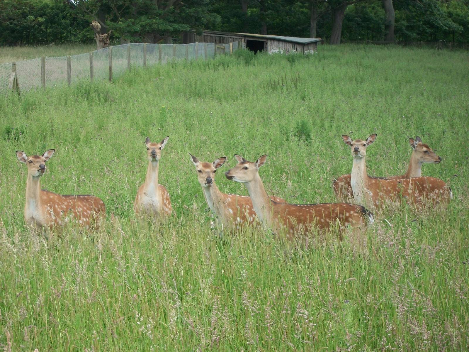 Formosan Sika Deer, 22nd June 2014
