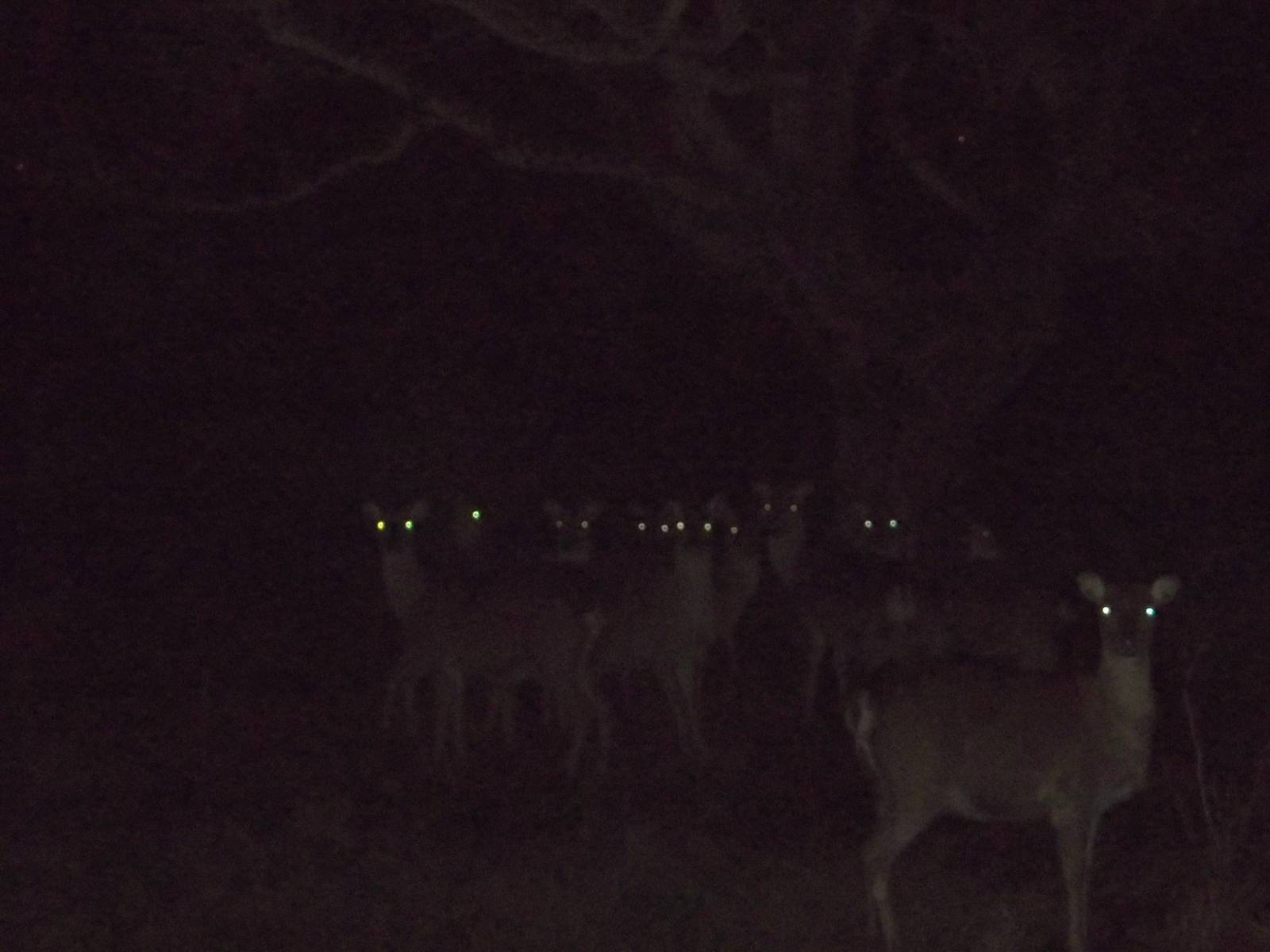 Formosan Sika Deer, 22nd November 2014