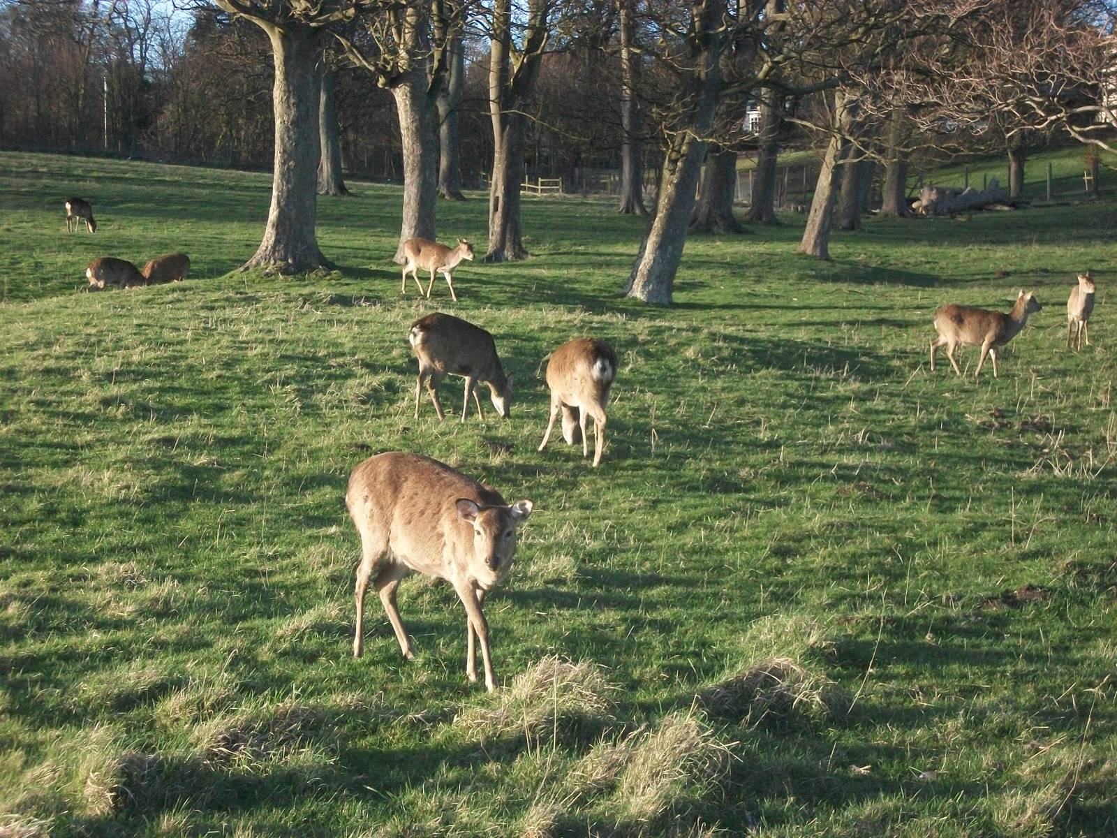 Formosan Sika Deer, 23rd March 2014