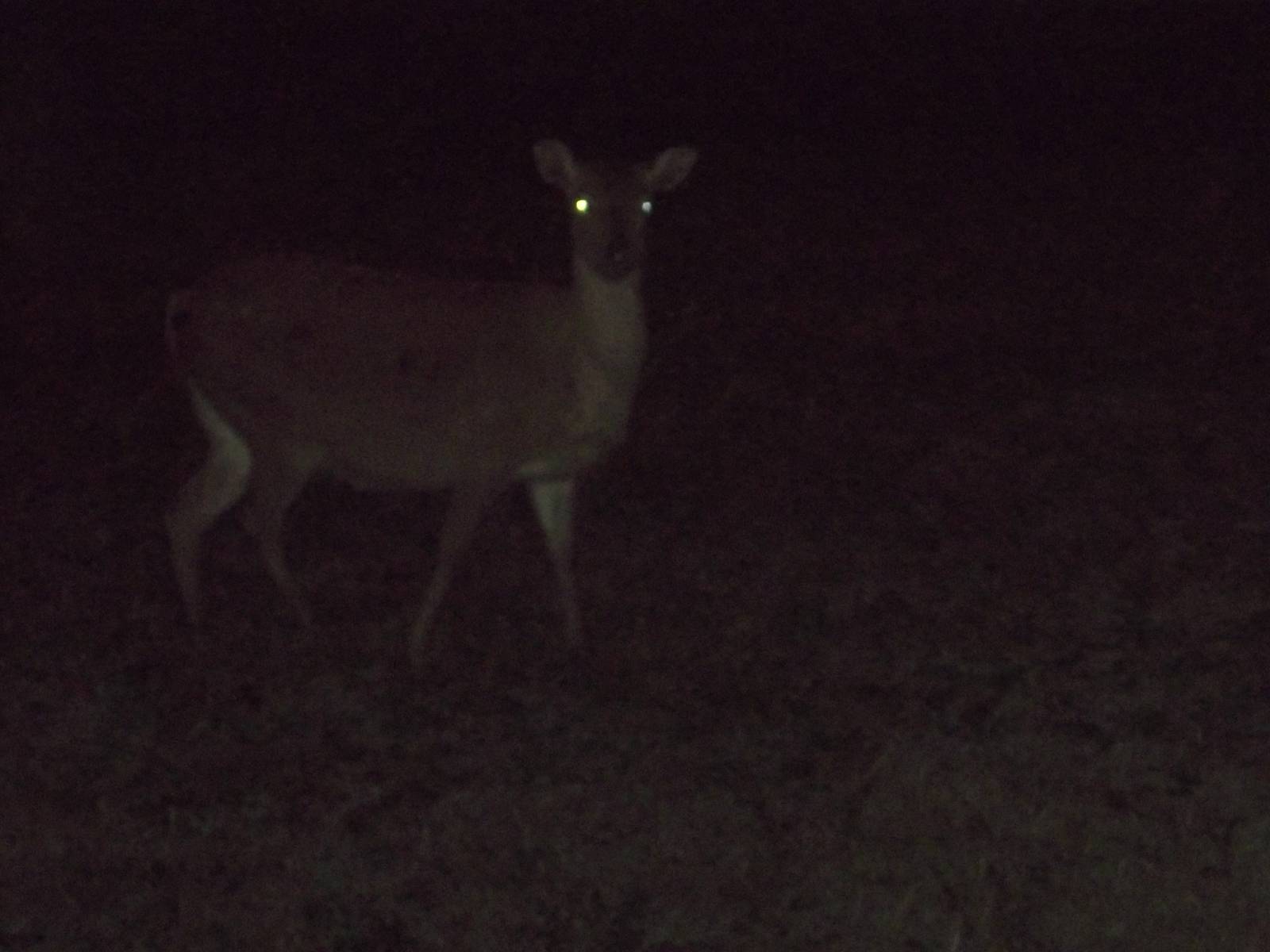 Formosan Sika Deer, 31st October 2014
