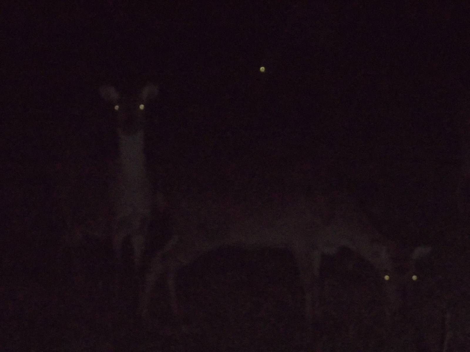 Formosan Sika Deer, 31st October 2014