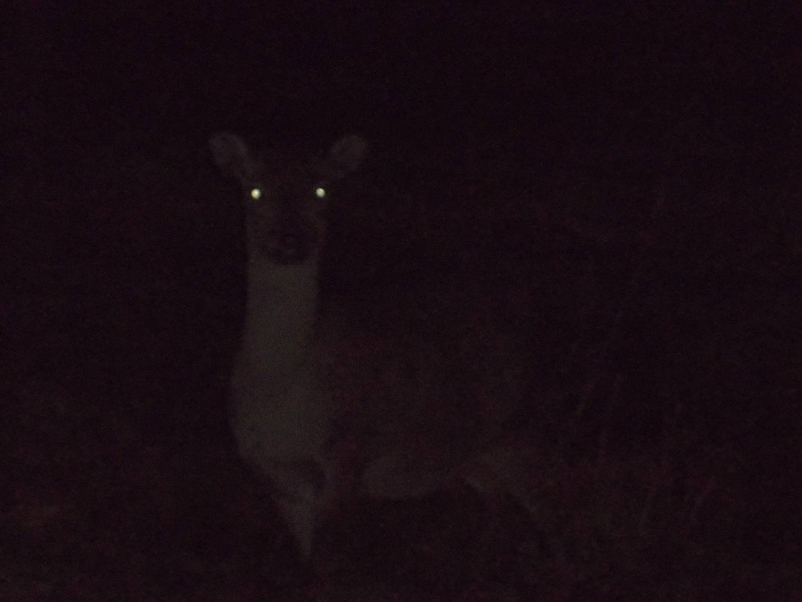 Formosan Sika Deer, 5th December 2014