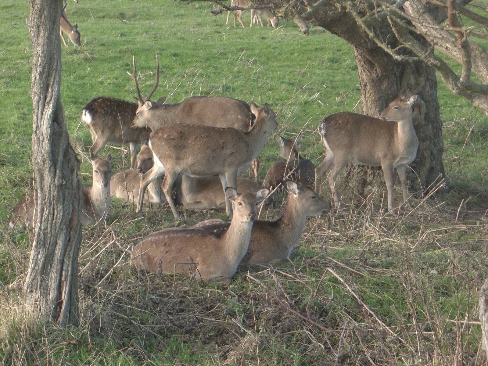 Formosan Sika Deer, 9th November 2014