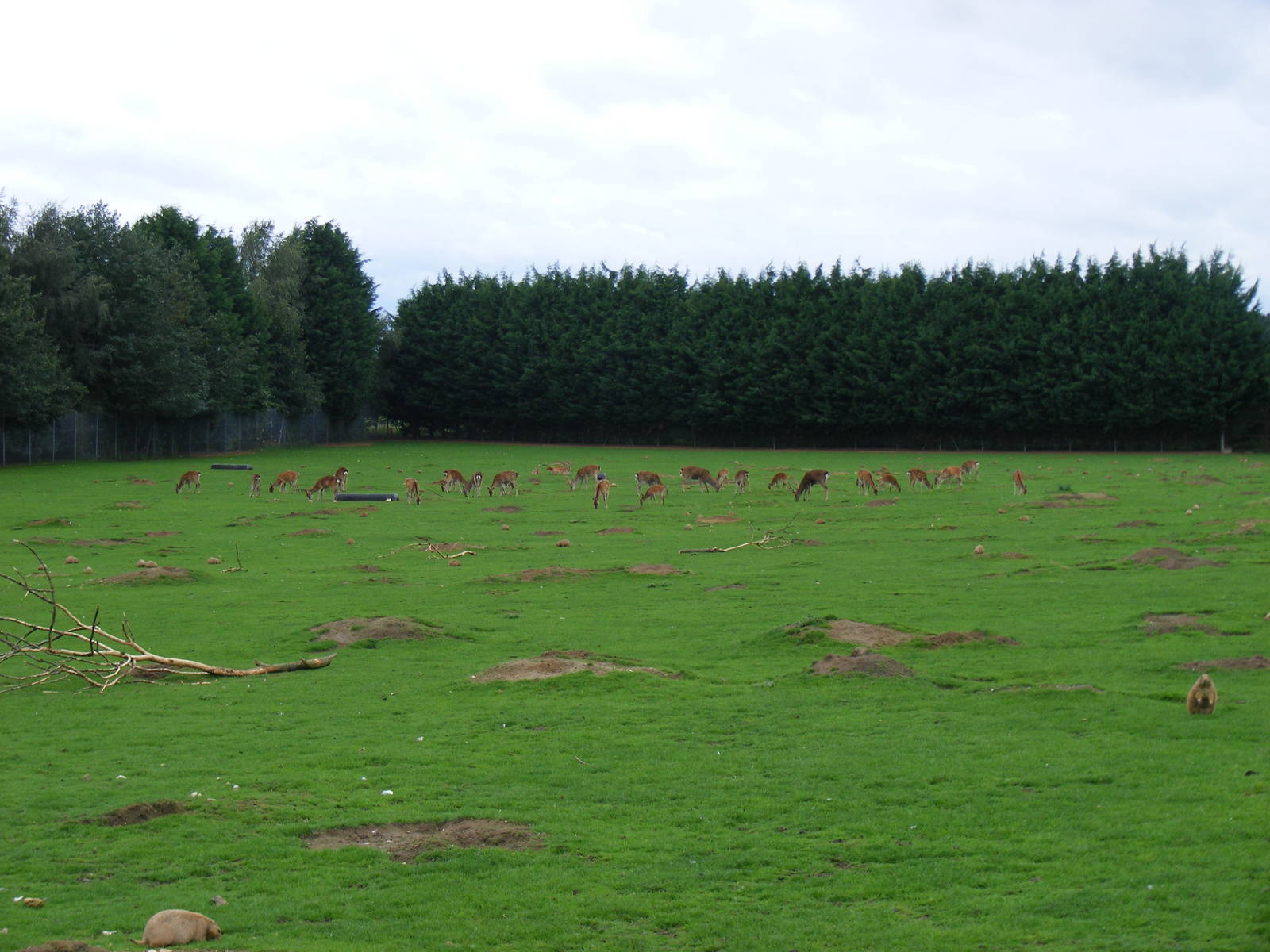 Formosan sika deer and prairie dogs at Banham Zoo, 14 September 2010