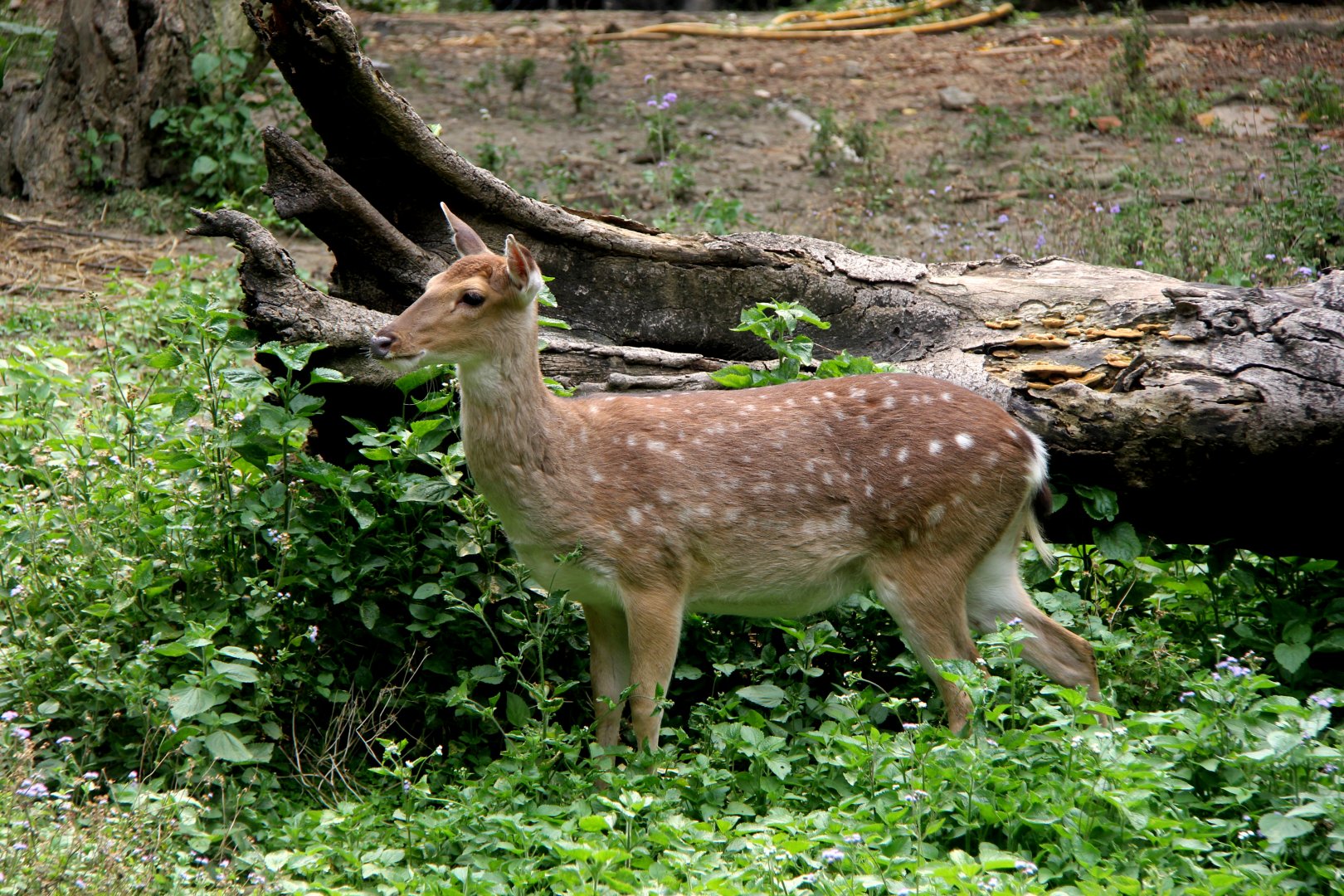 Formosan sika deer (Cervus nippon taioanus)