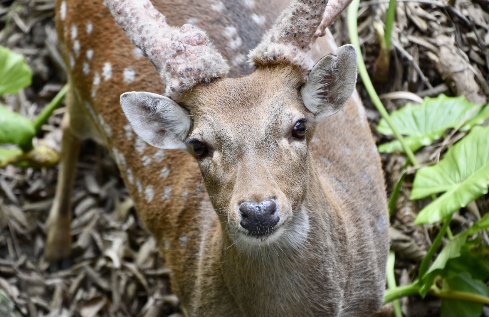 Formosan Sika Deer (Cervus nippon taiouanus) buck with antler velvet