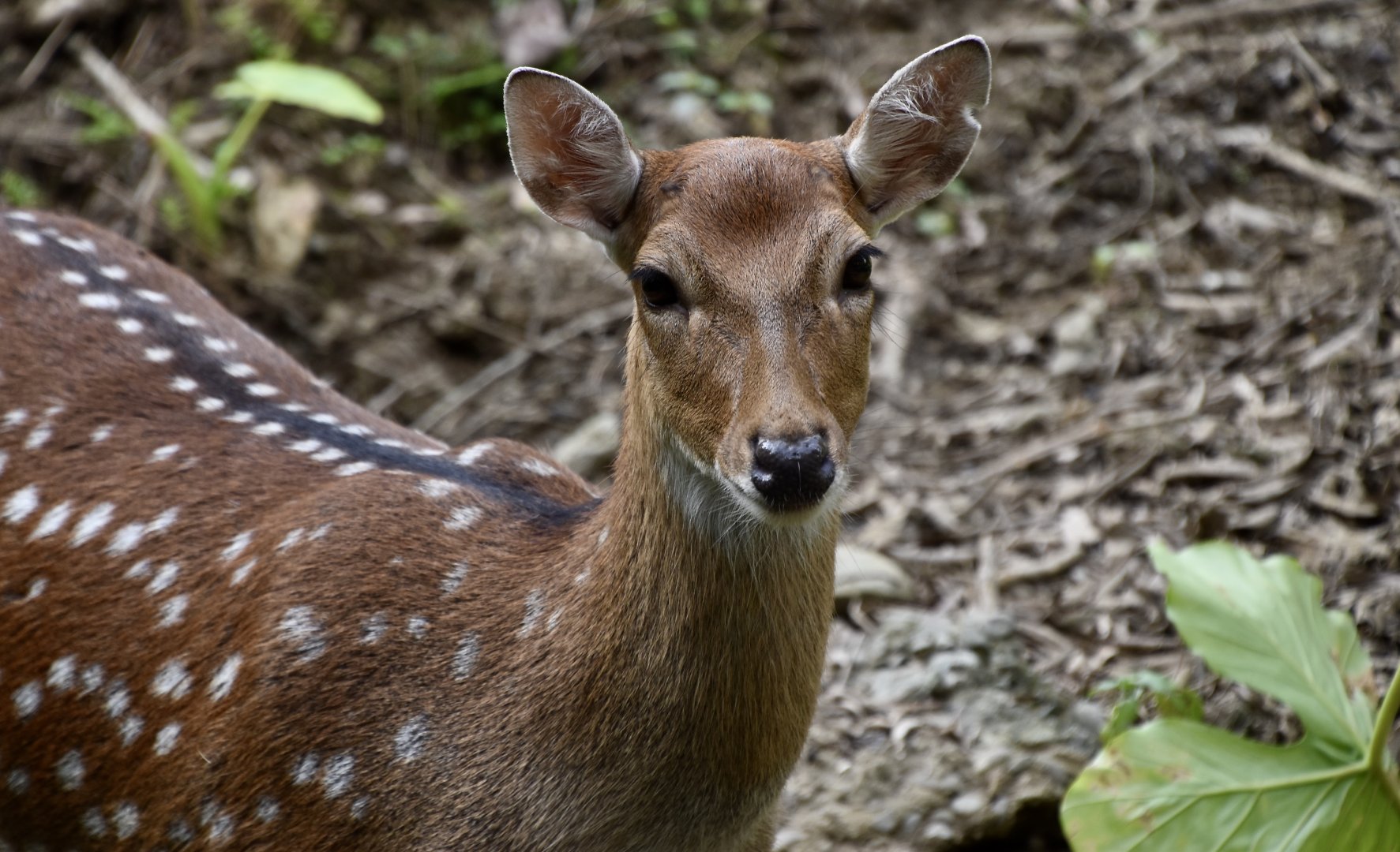Formosan Sika Deer (Cervus nippon taiouanus) doe