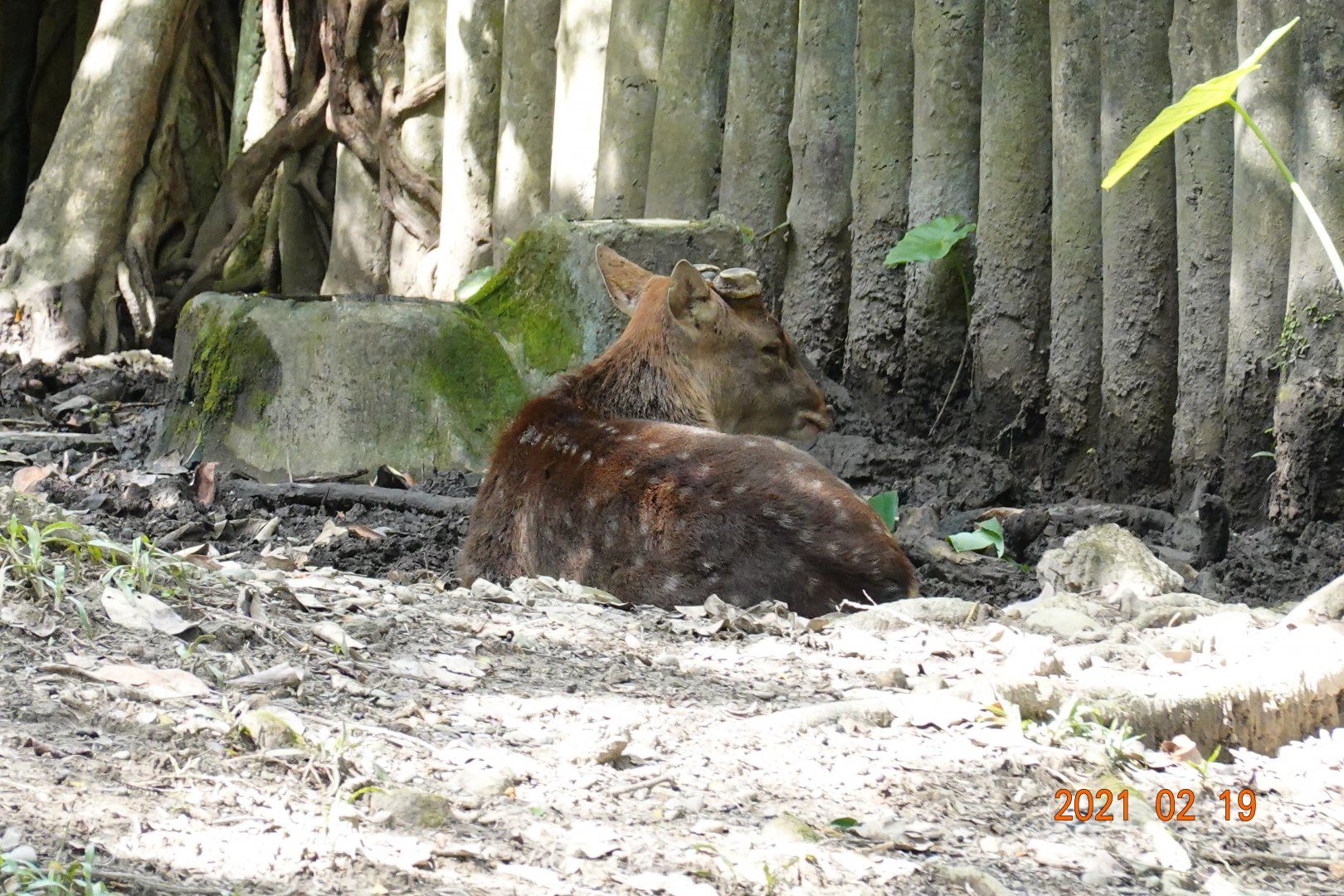 Formosan Sika Deer (Cervus nippon taiouanus)