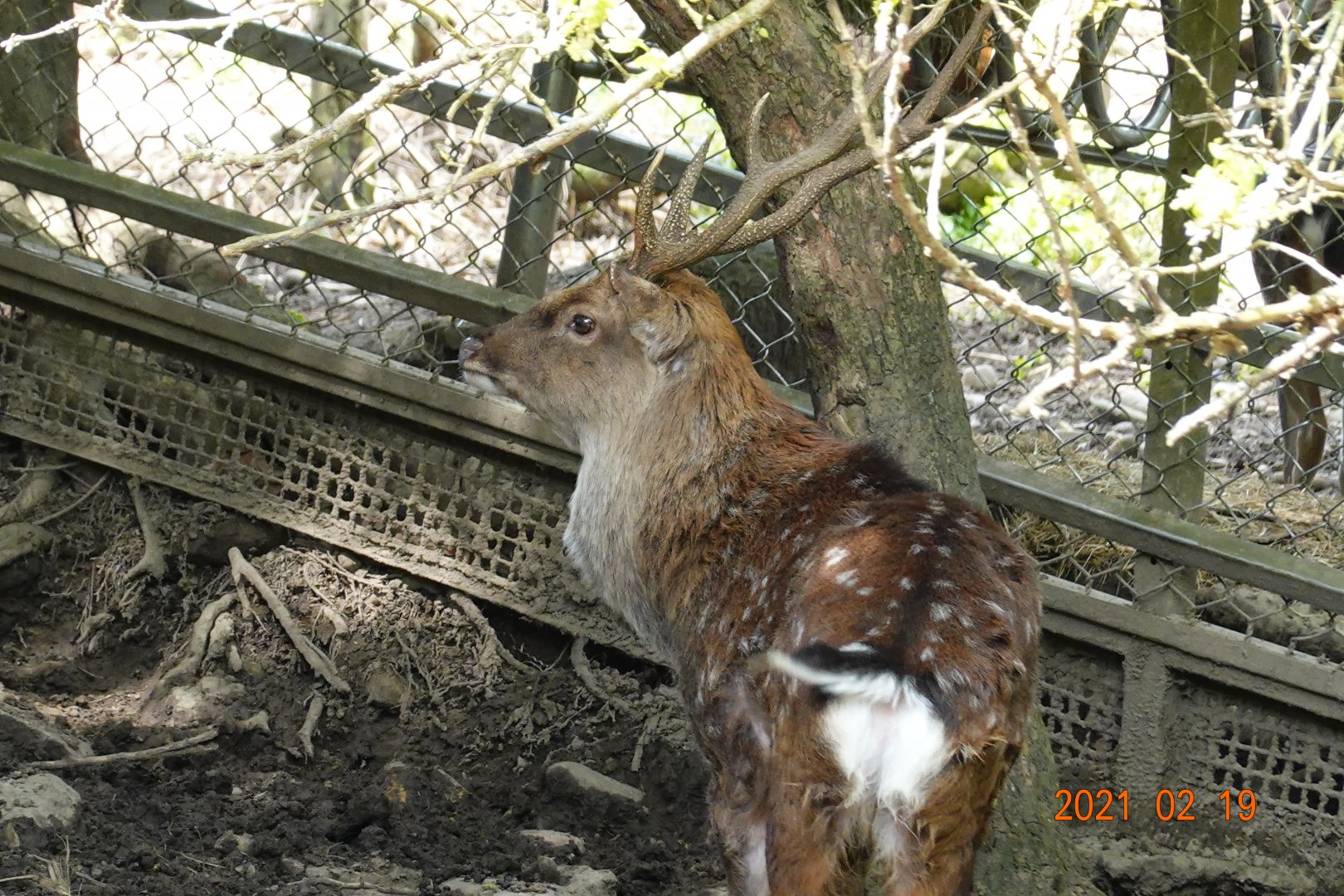 Formosan Sika Deer (Cervus nippon taiouanus)