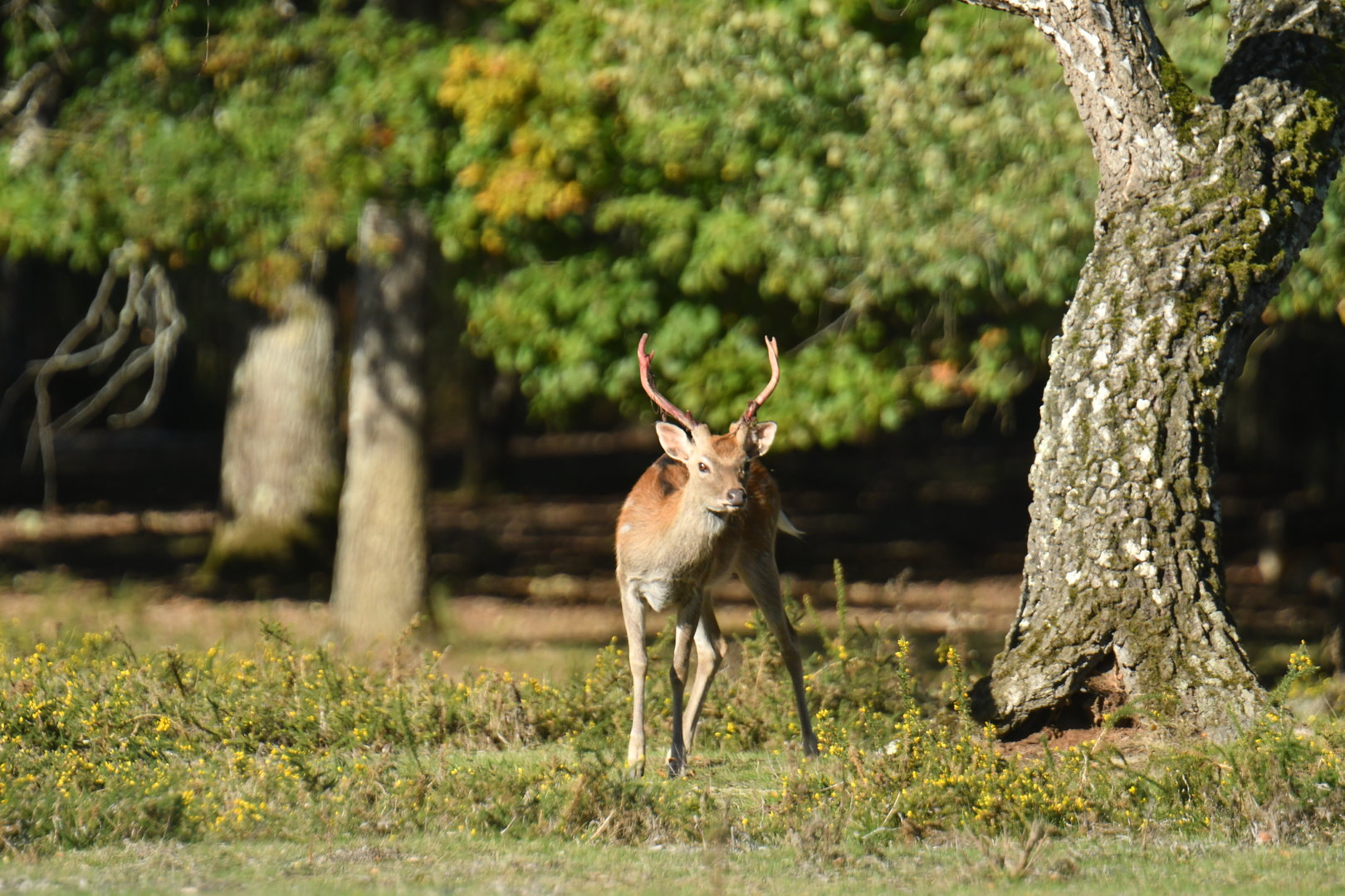 Formosan sika deer (Cervus nippon taiouanus)