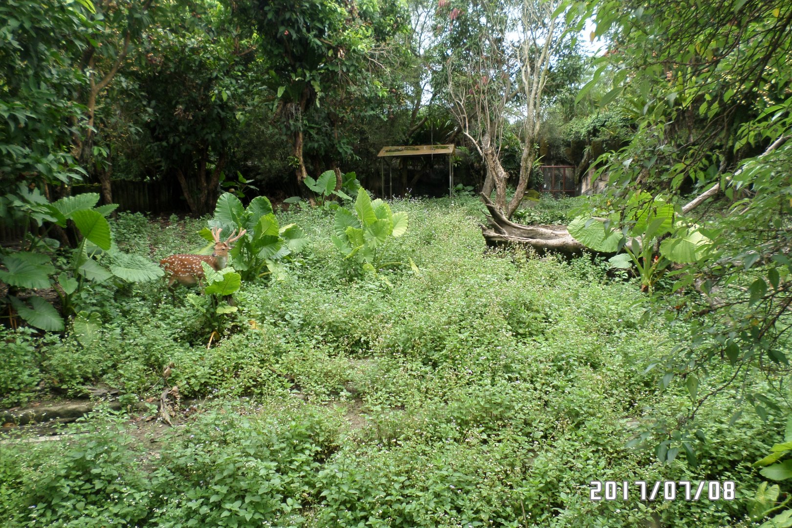 formosan sika deer exhibit
