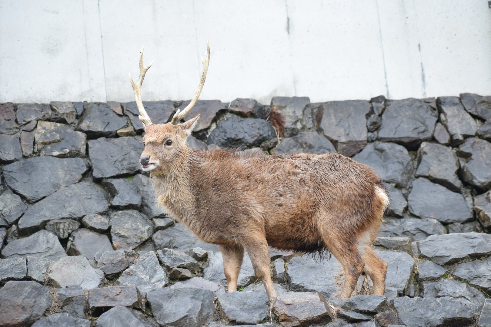 Formosan sika deer - Hirakawa Zoo
