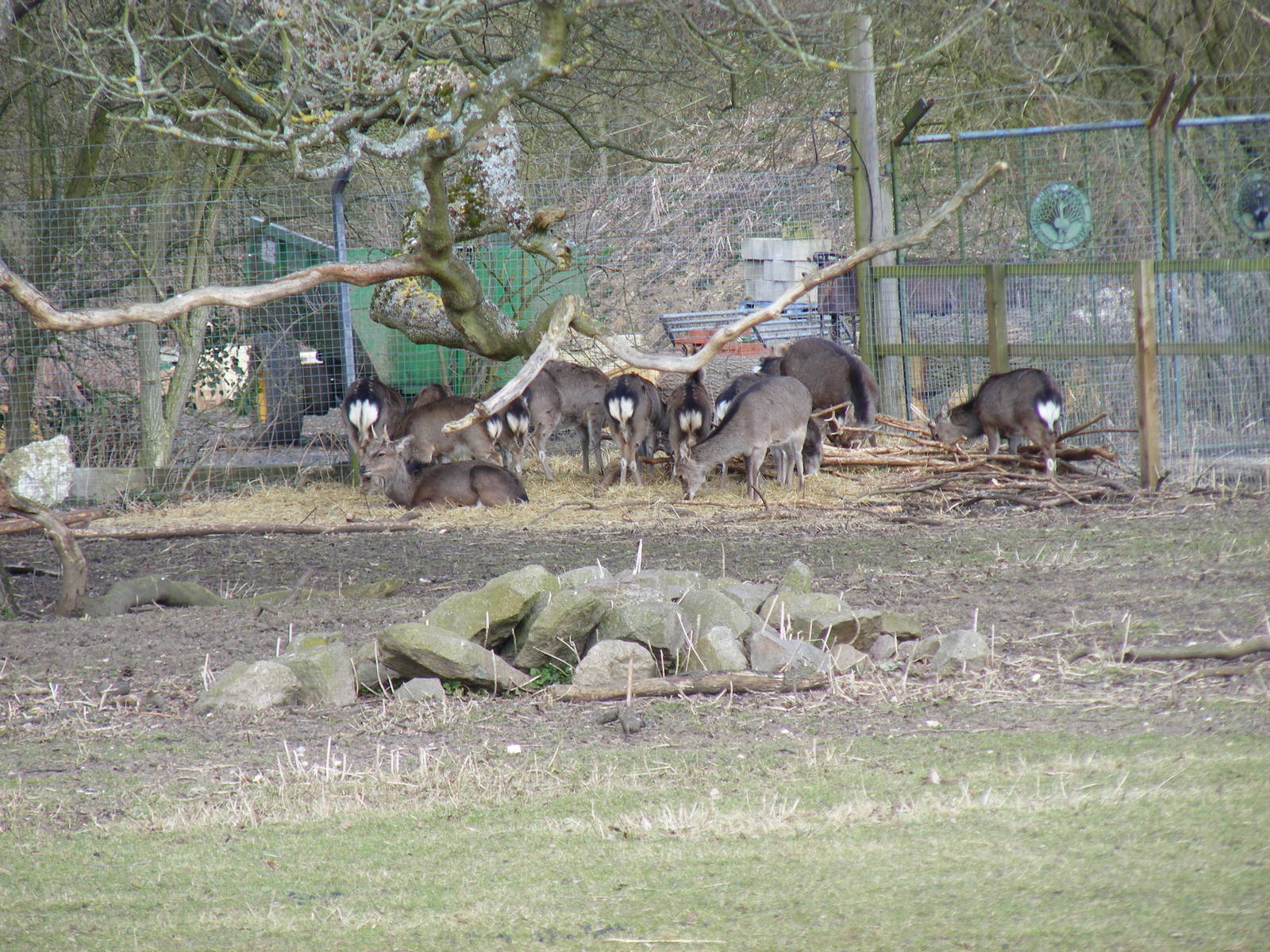 Formosan sika deer in deer park at Beale Park, 13th March 2010