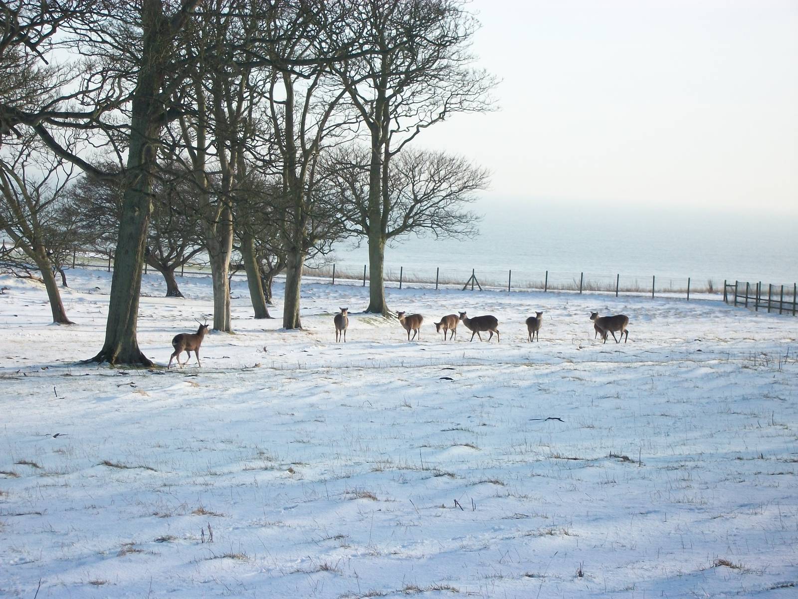 Formosan Sika Deer, Sewerby cliff top paddock 5th February 2012