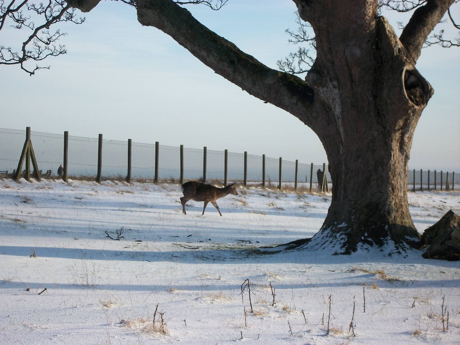 Formosan Sika Deer, Sewerby cliff top paddock 5th February 2012