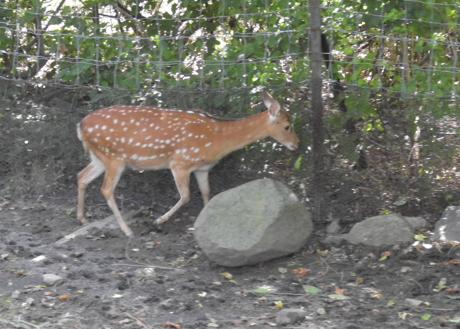 Formosan Sika Deer