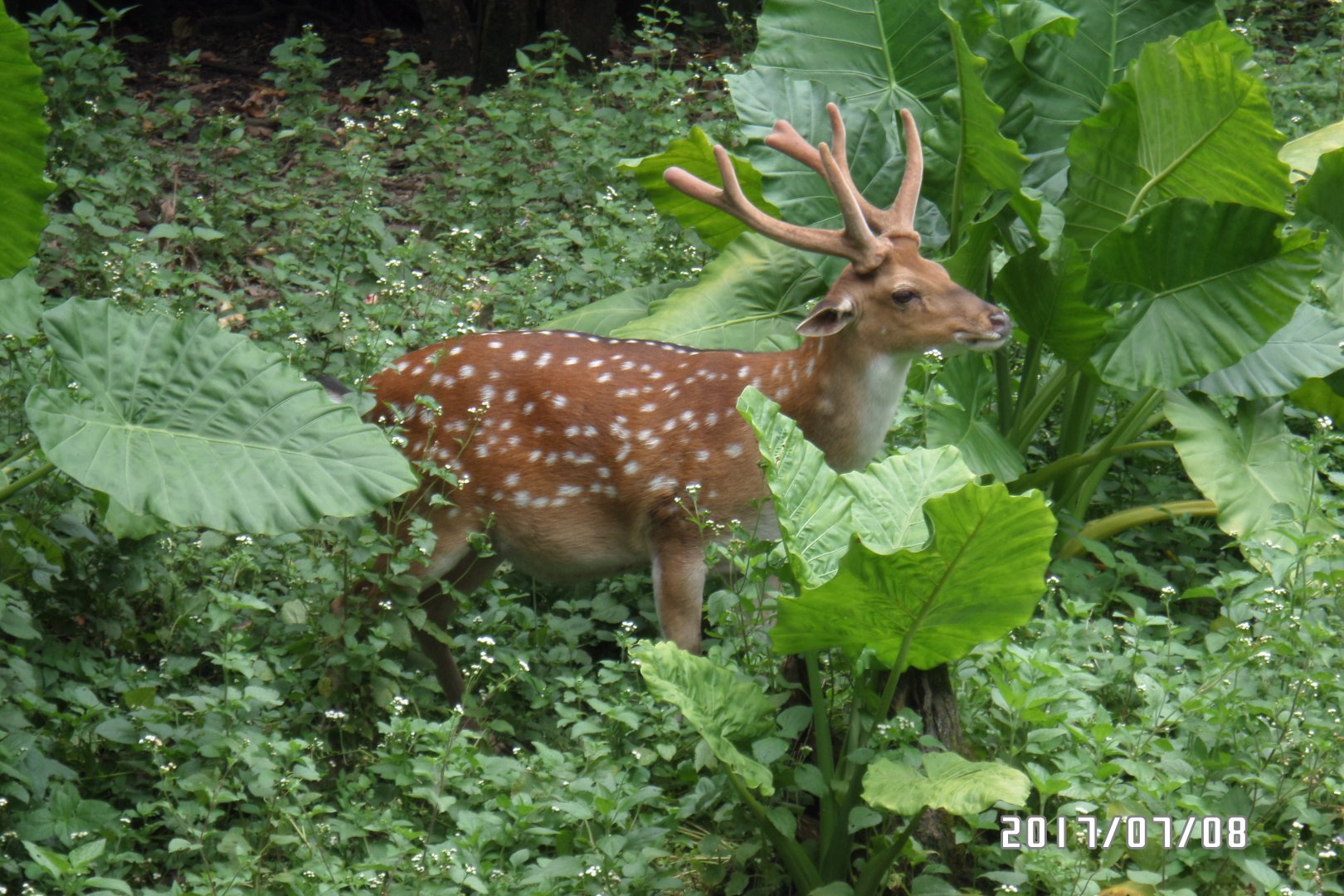 formosan sika deer