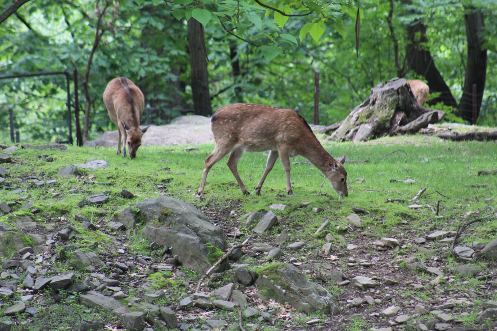 Formosan Sika Deer