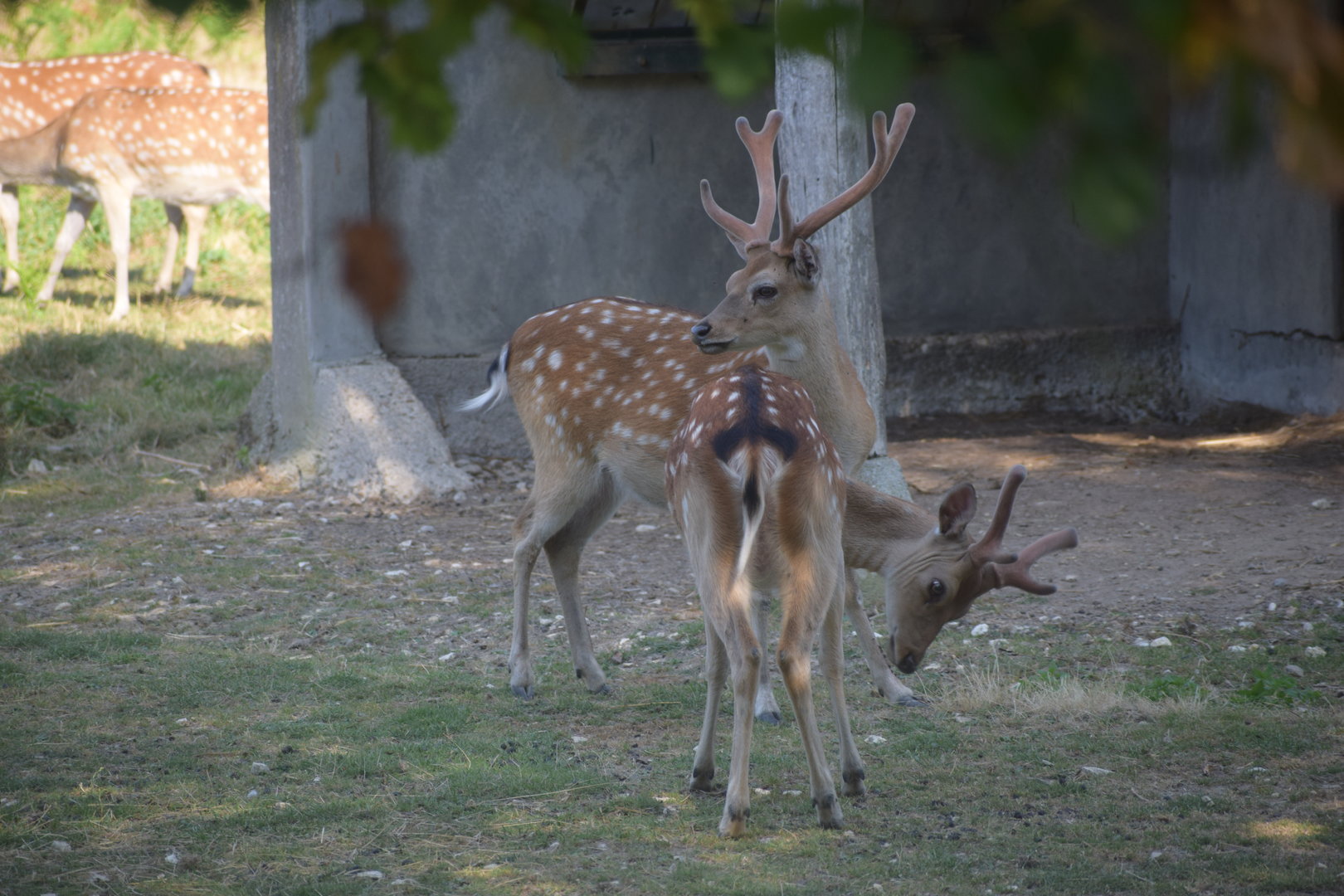 Formosan sika deer