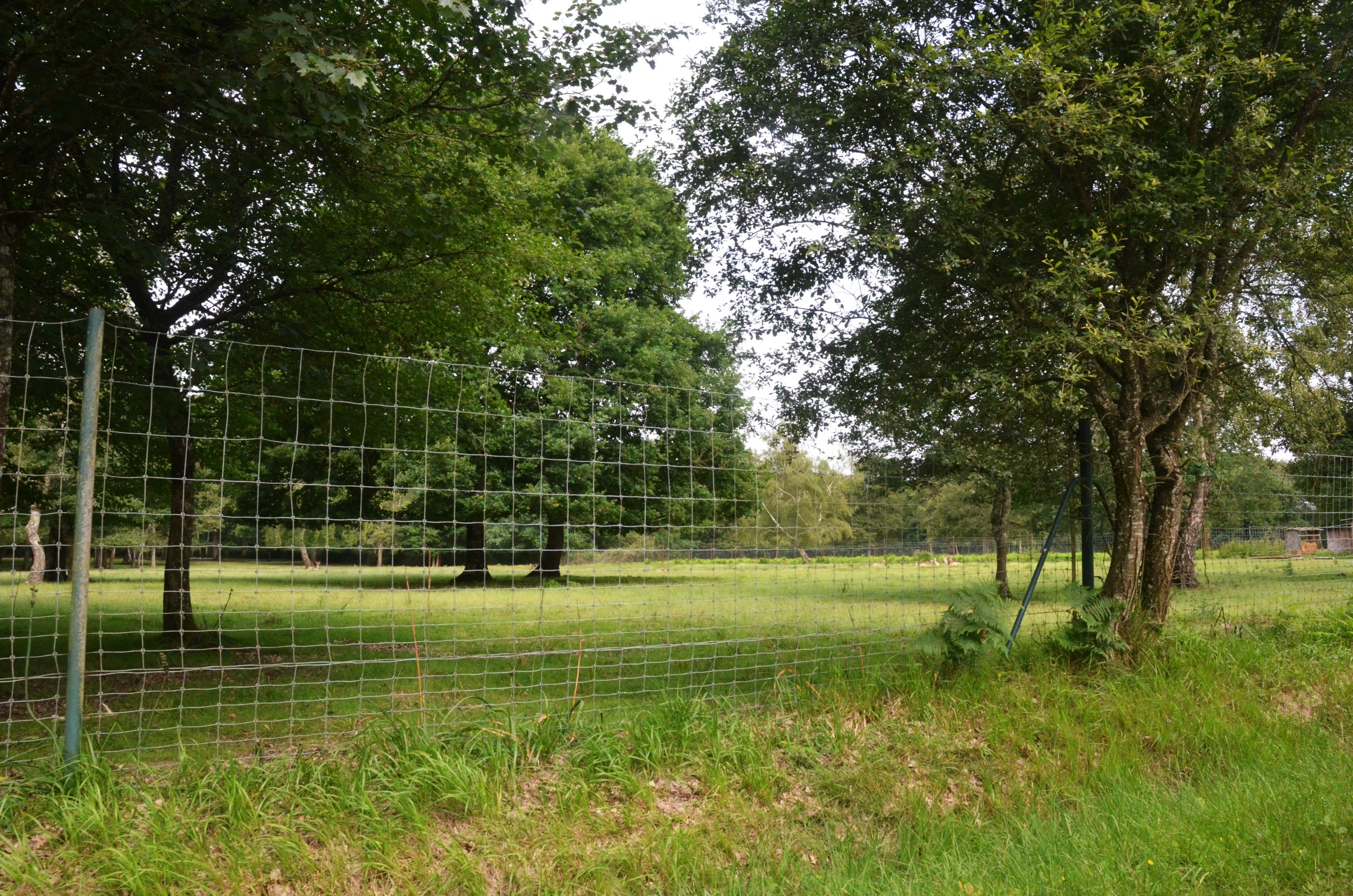 Formosan Sika Enclosure at Haute-Touche, 14/06/18