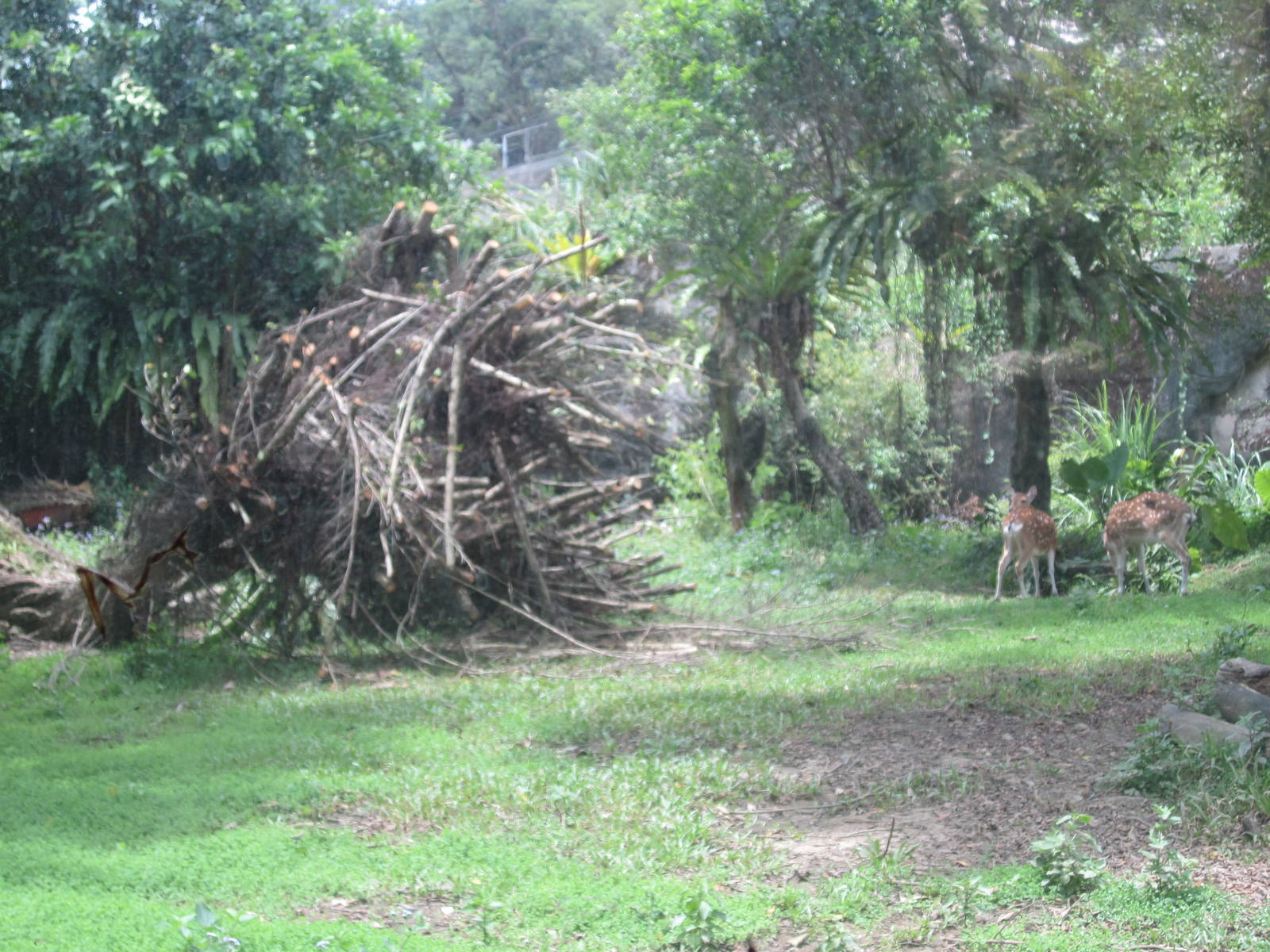 Formosan Sika exhibit