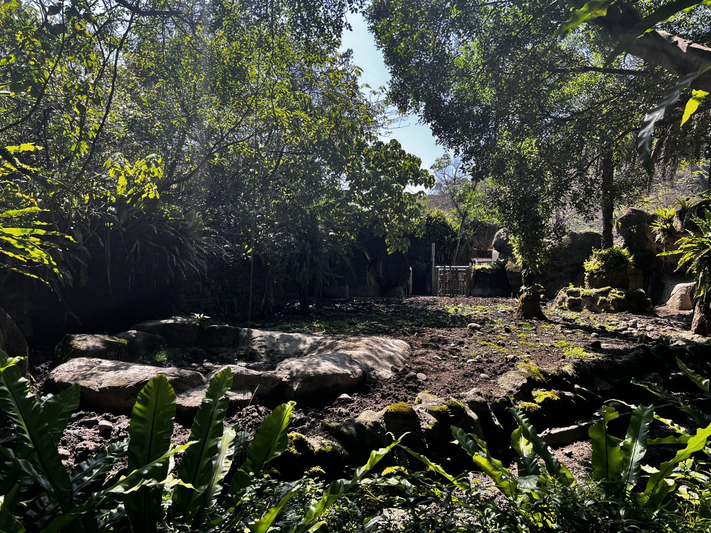 Formosan Wild Boar Exhibit