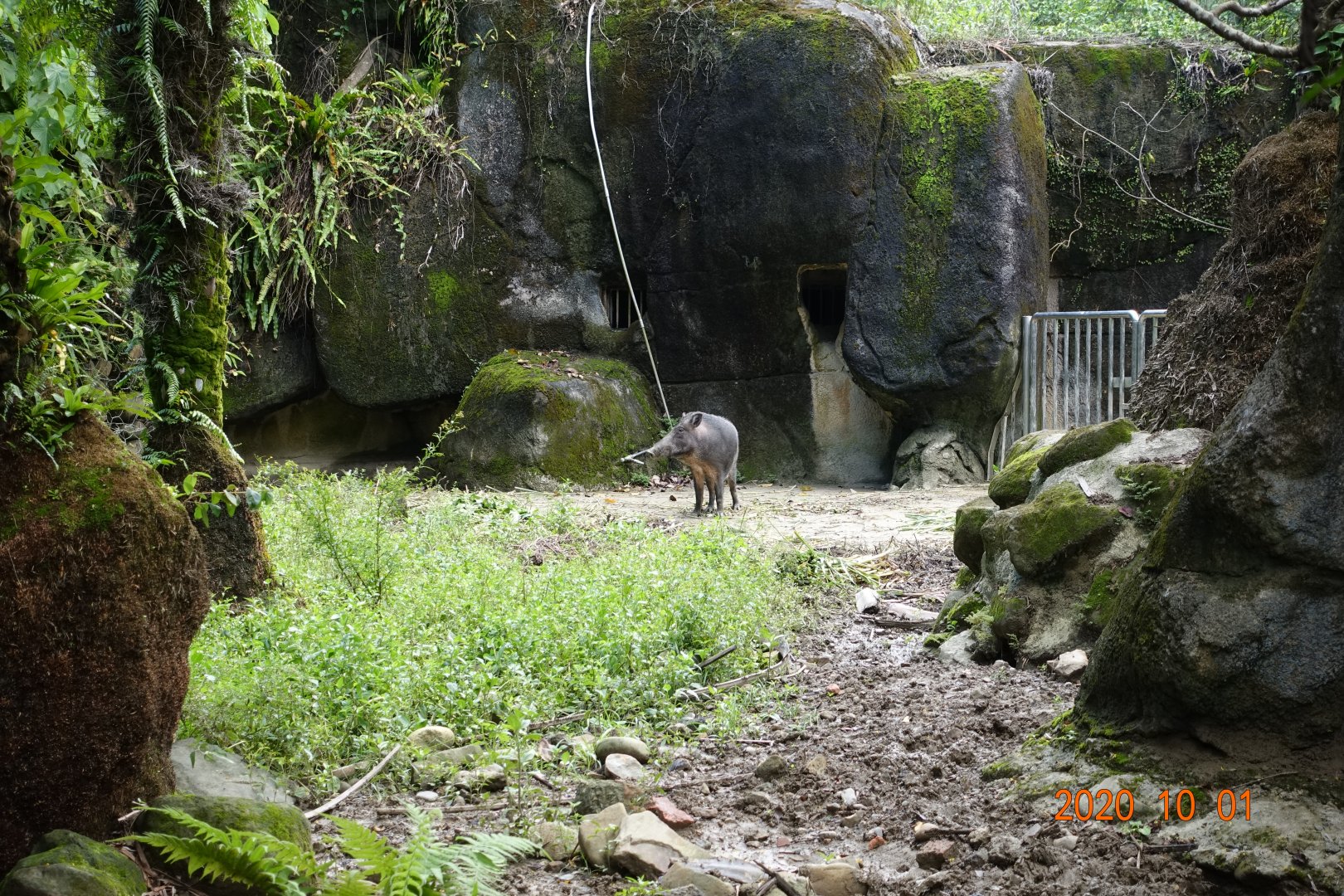 Formosan Wild Boar (Sus scrofa taivanus)