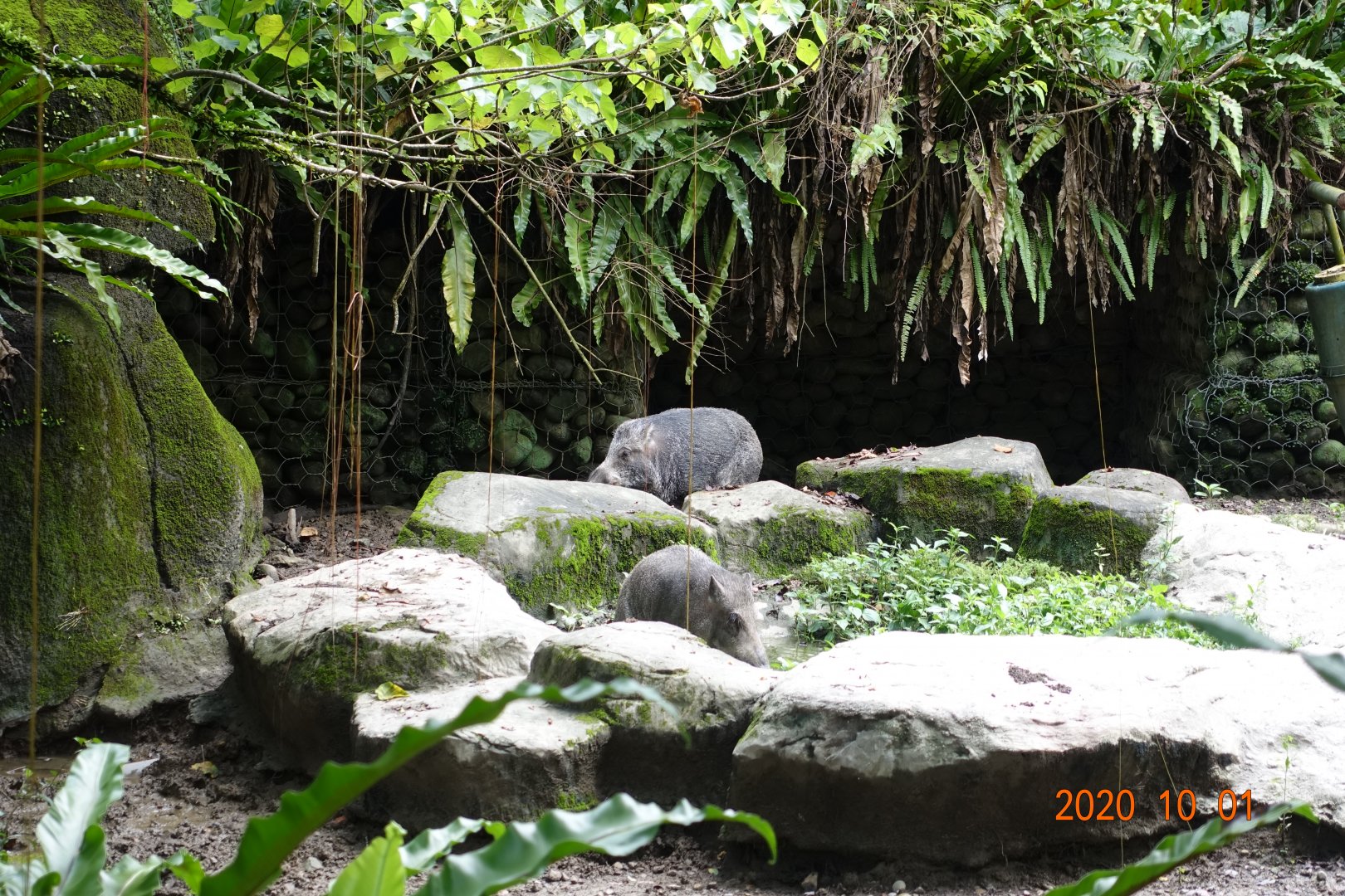 Formosan Wild Boar (Sus scrofa taivanus)